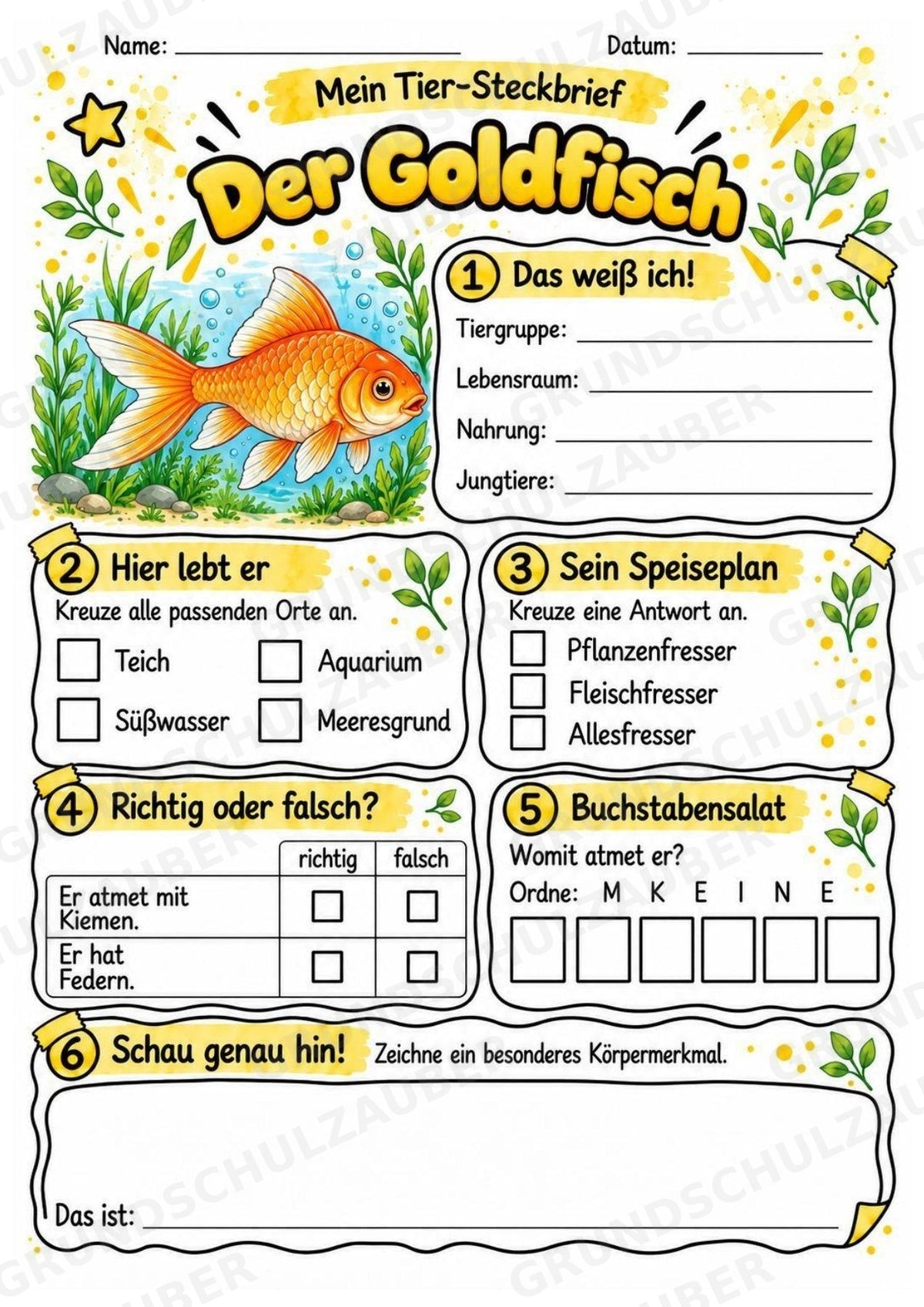 Goldfisch - Lesetext & Steckbrief | Sachunterricht Tiere Grundschule – Materialseite 3
