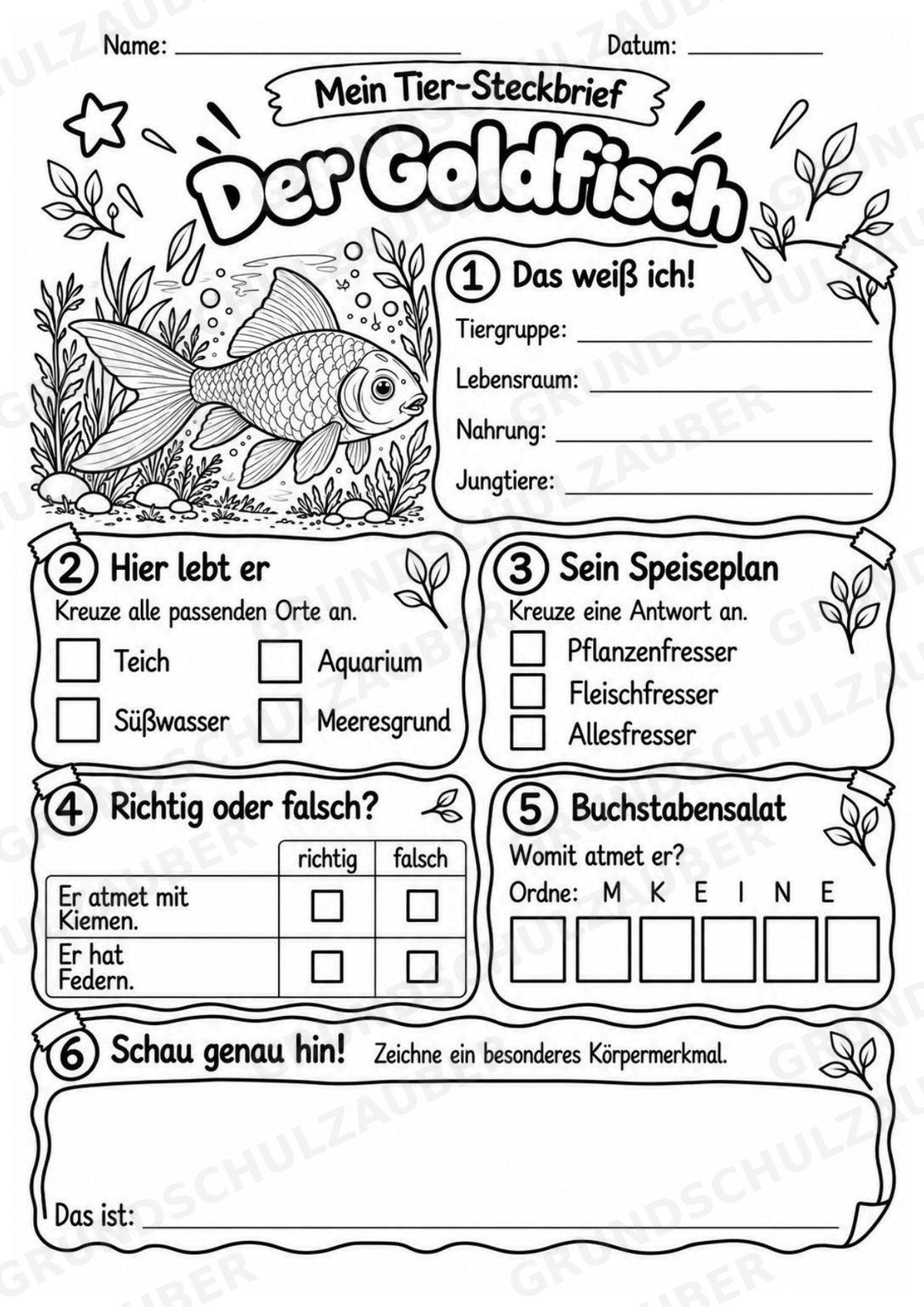 Goldfisch - Lesetext & Steckbrief | Sachunterricht Tiere Grundschule – Materialseite 4