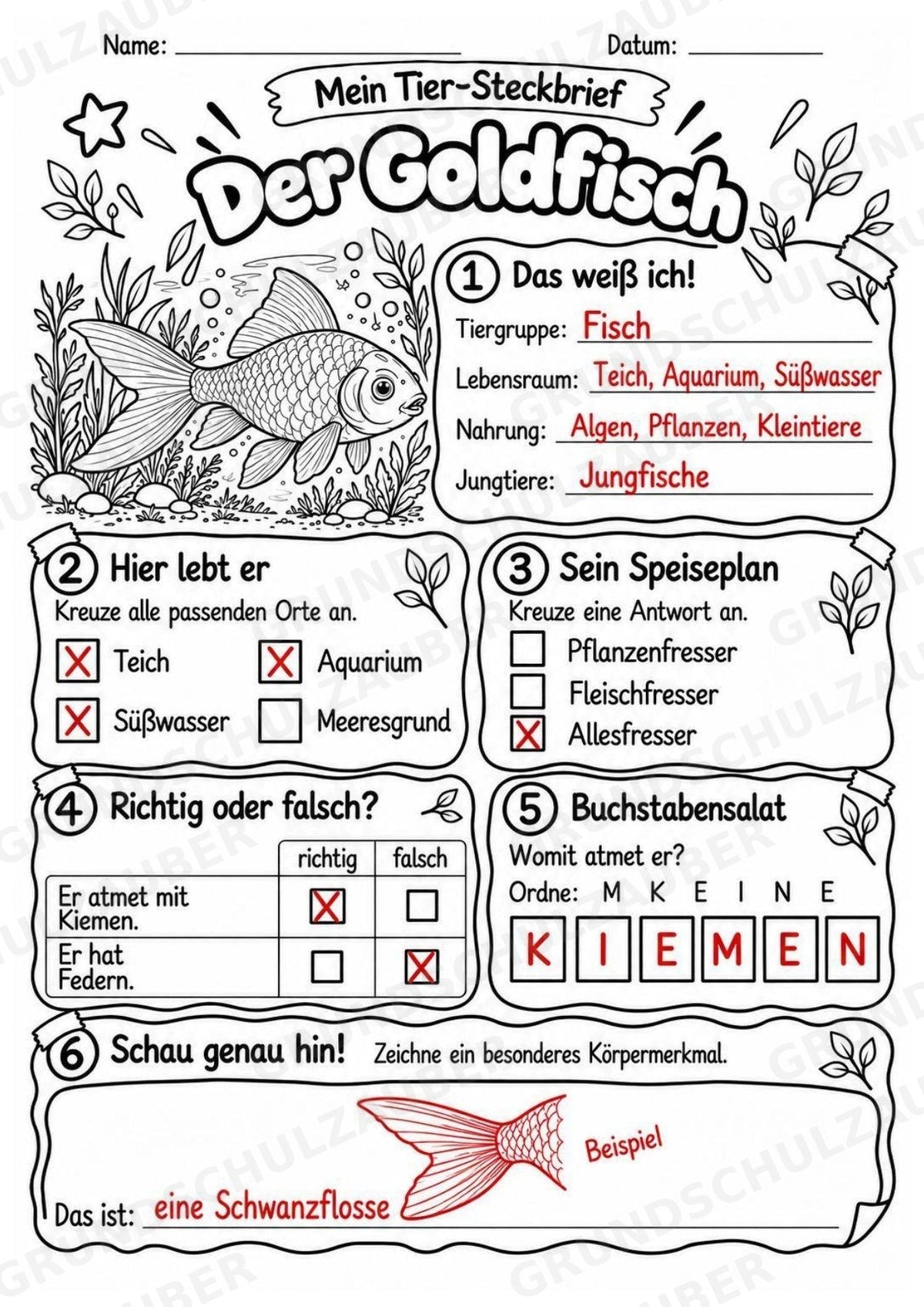 Goldfisch - Lesetext & Steckbrief | Sachunterricht Tiere Grundschule – Materialseite 5