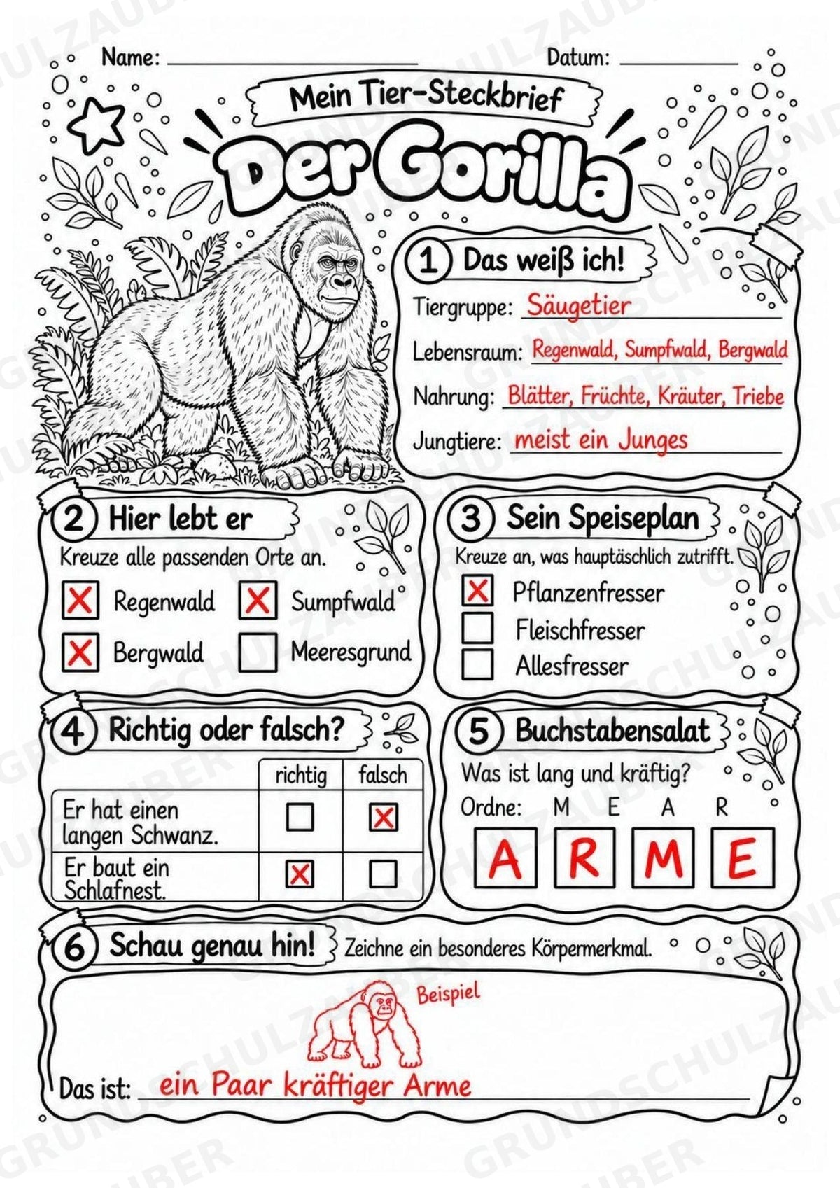 Gorilla - Lesetext & Steckbrief | Sachunterricht Tiere Grundschule – Materialseite 5