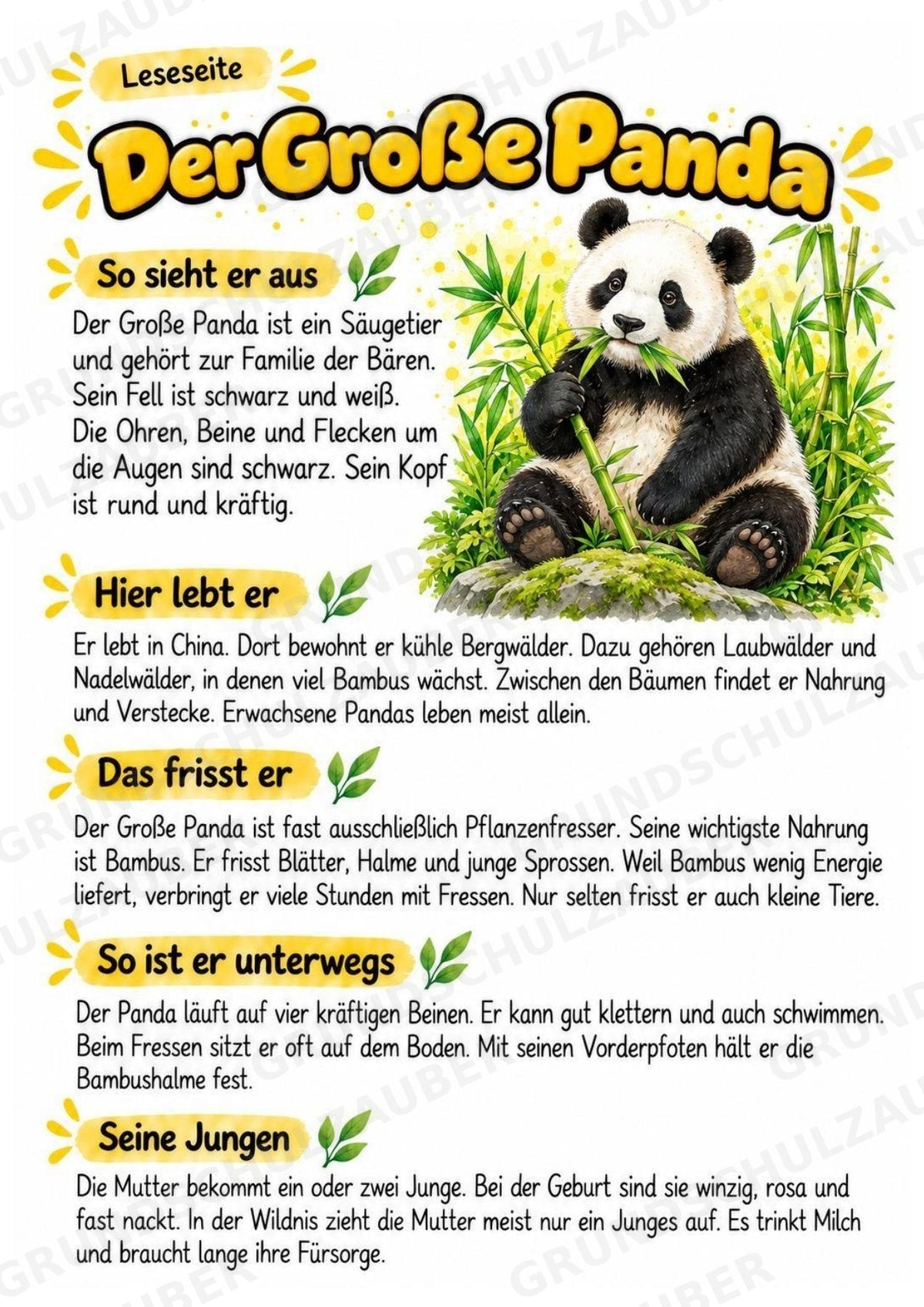 Grosser Panda - Lesetext & Steckbrief | Sachunterricht Tiere Grundschule – Materialseite 2