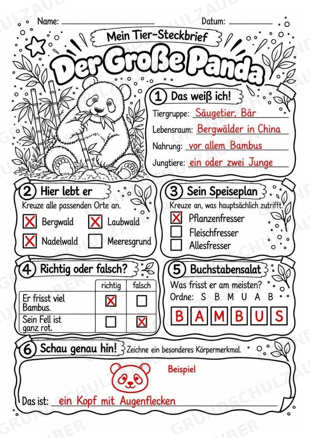 Grosser Panda - Lesetext & Steckbrief | Sachunterricht Tiere Grundschule – Materialseite 5