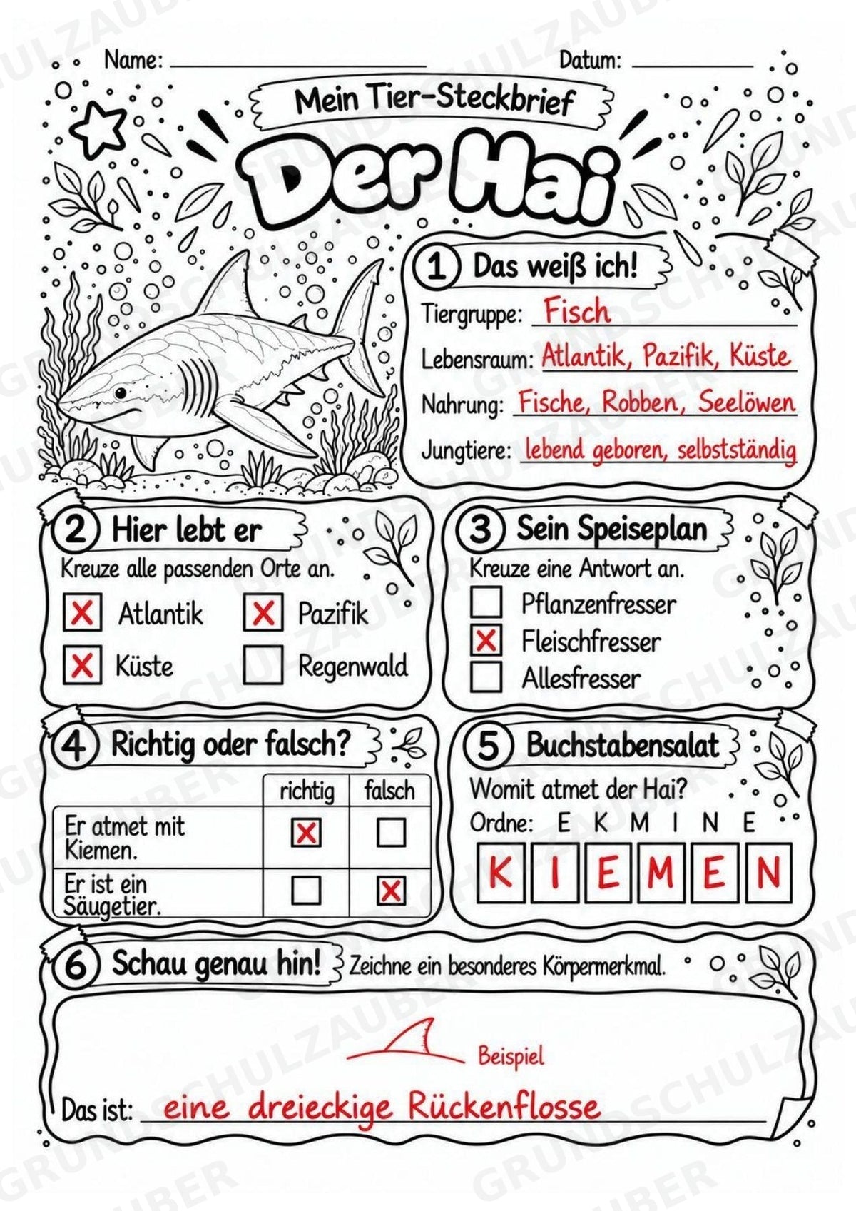 Hai - Lesetext & Steckbrief | Sachunterricht Tiere Grundschule – Materialseite 5