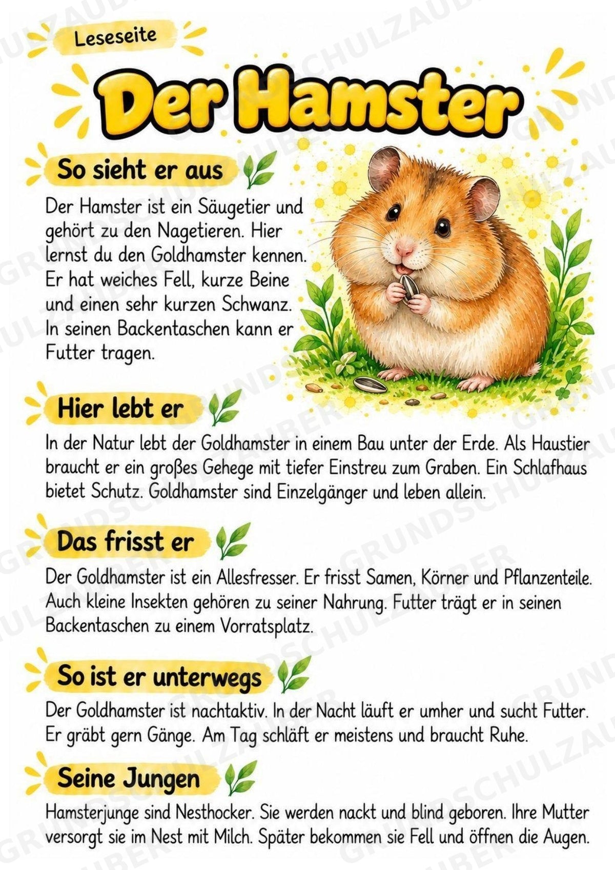 Hamster - Lesetext & Steckbrief | Sachunterricht Tiere Grundschule – Materialseite 2