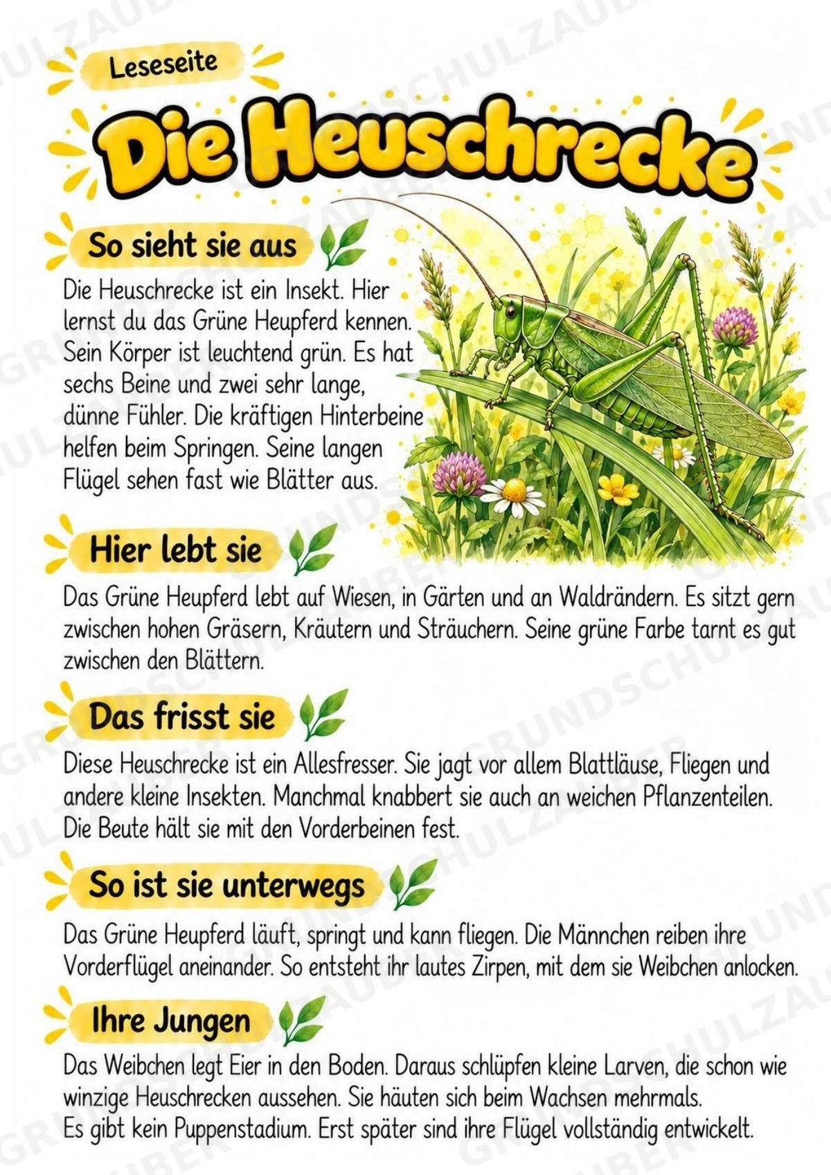 Heuschrecke - Lesetext & Steckbrief | Sachunterricht Tiere Grundschule – Materialseite 2