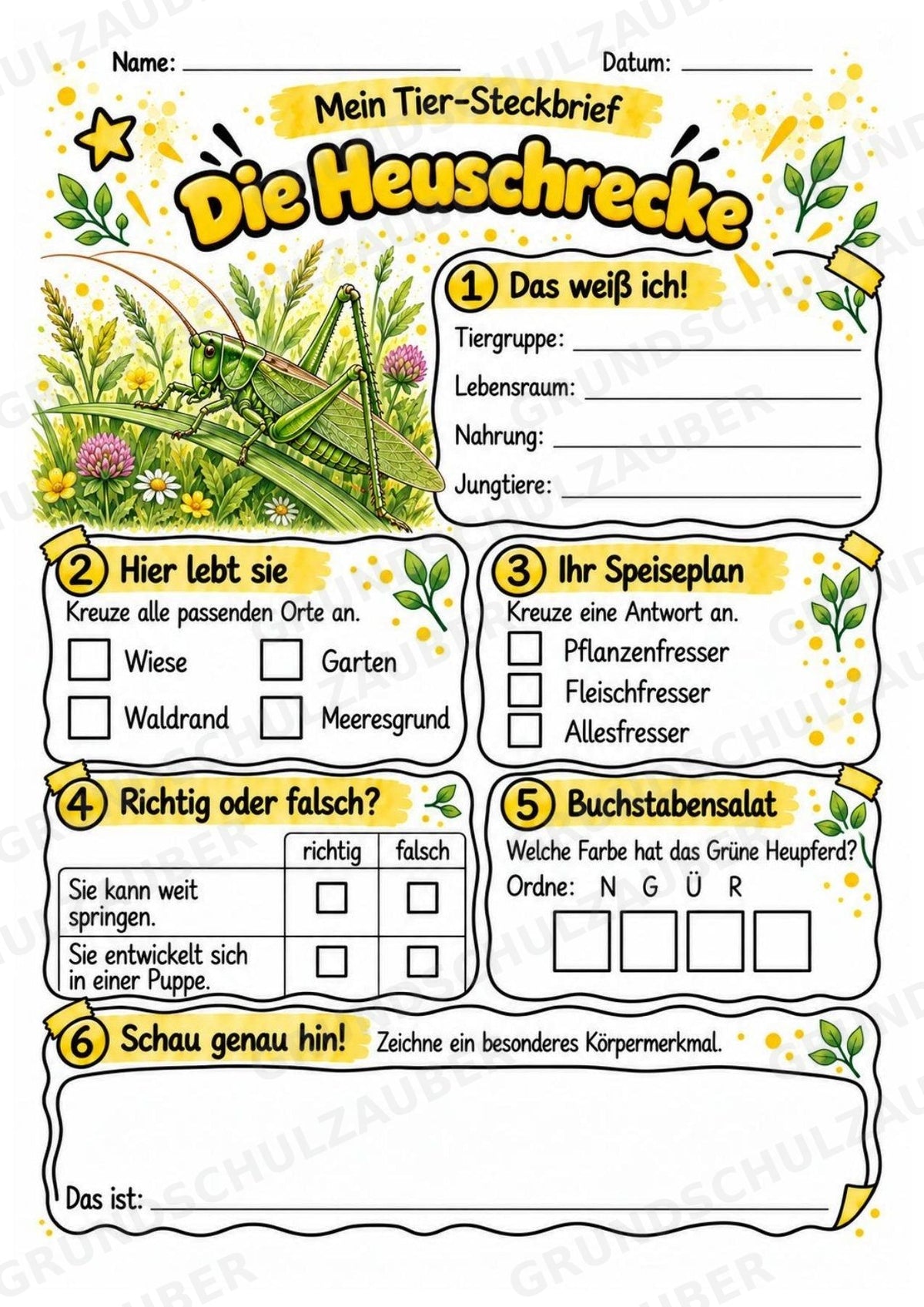 Heuschrecke - Lesetext & Steckbrief | Sachunterricht Tiere Grundschule – Materialseite 3