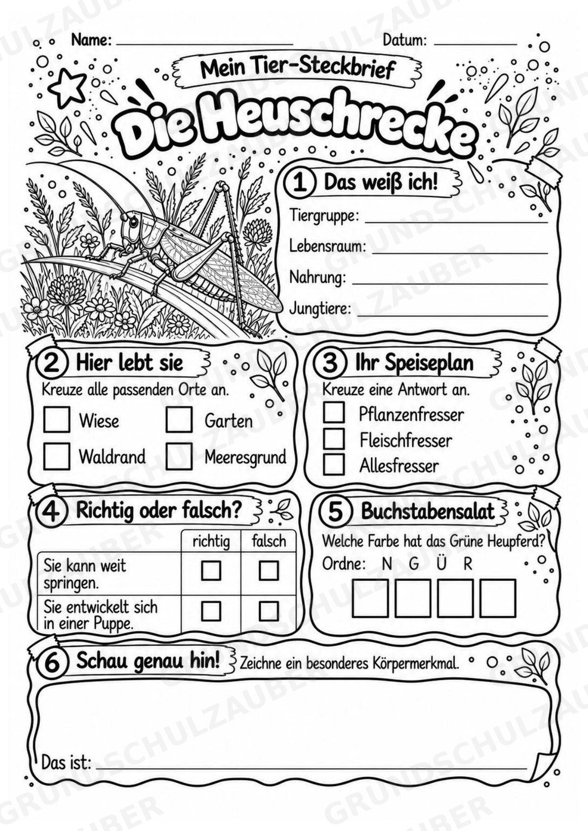 Heuschrecke - Lesetext & Steckbrief | Sachunterricht Tiere Grundschule – Materialseite 4