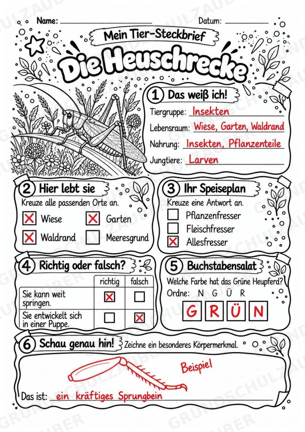 Heuschrecke - Lesetext & Steckbrief | Sachunterricht Tiere Grundschule – Materialseite 5