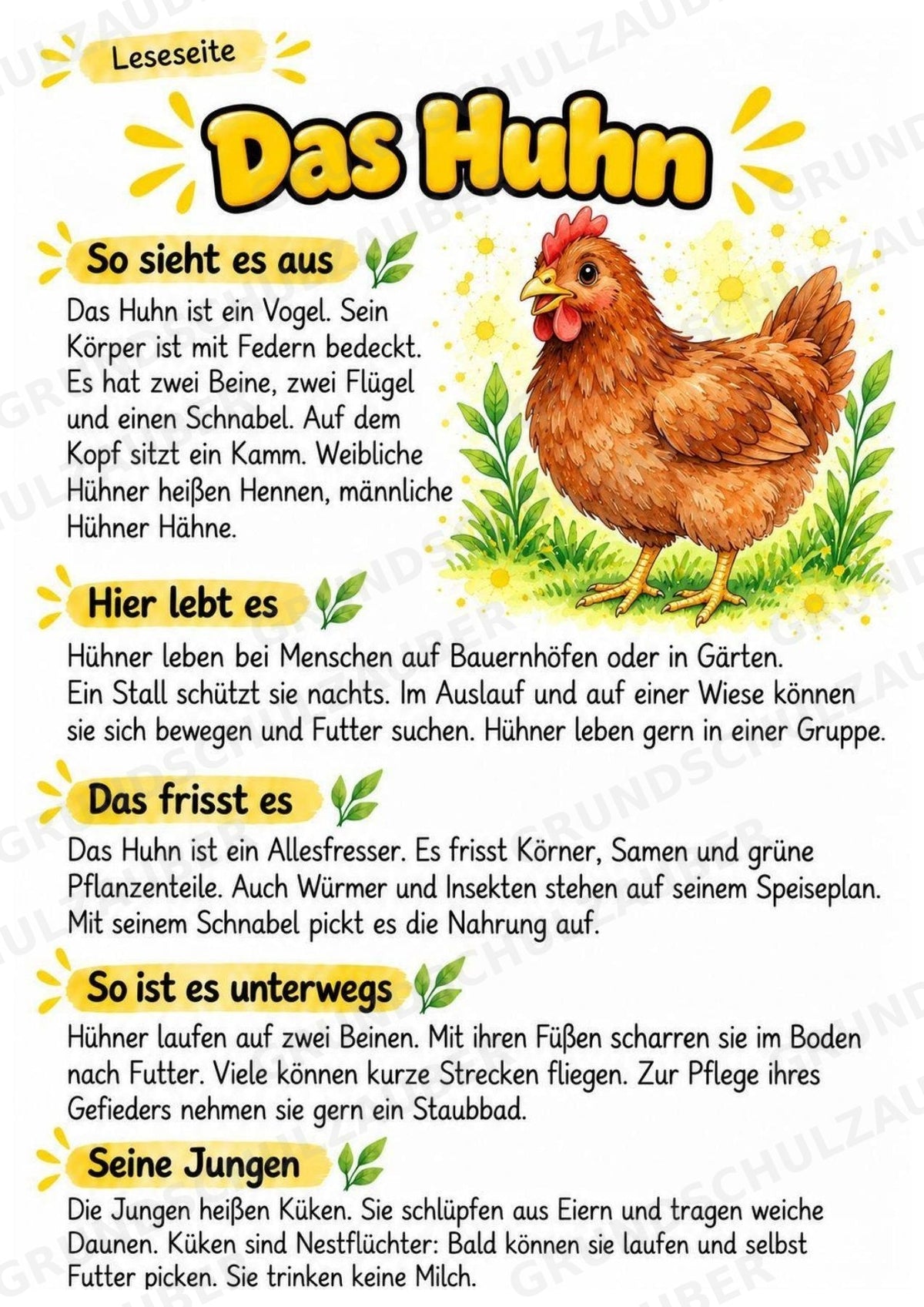Huhn - Lesetext & Steckbrief | Sachunterricht Tiere Grundschule – Materialseite 2