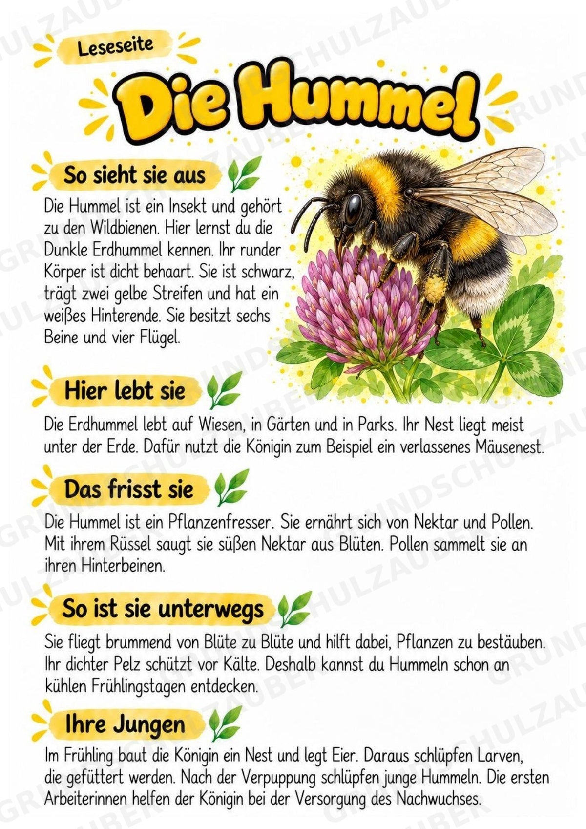 Hummel - Lesetext & Steckbrief | Sachunterricht Tiere Grundschule – Materialseite 2