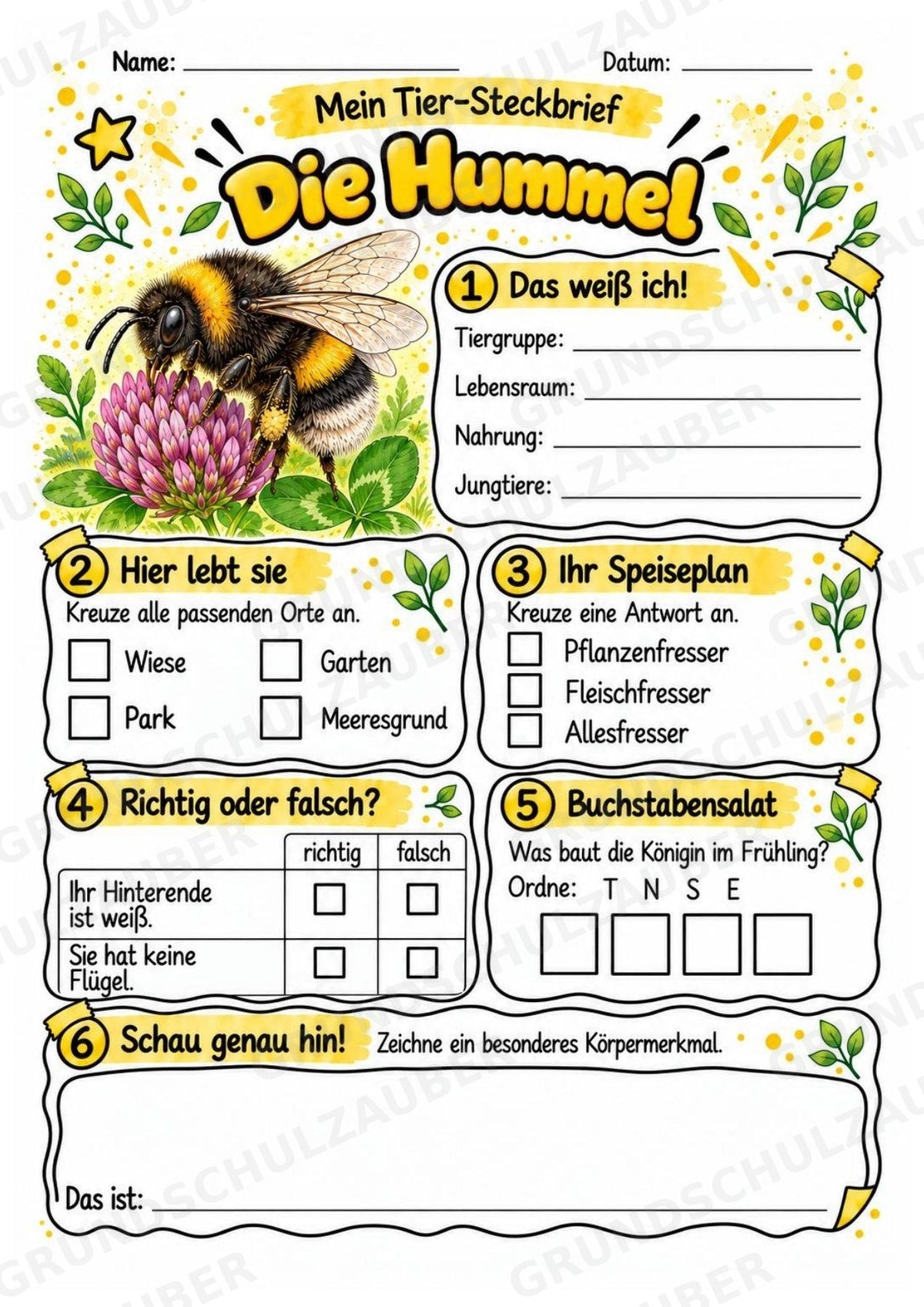 Hummel - Lesetext & Steckbrief | Sachunterricht Tiere Grundschule – Materialseite 3
