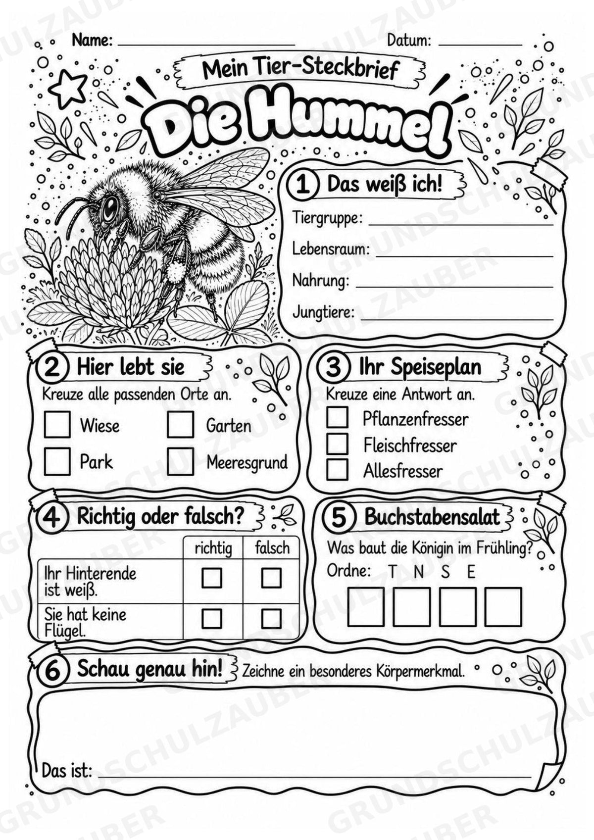 Hummel - Lesetext & Steckbrief | Sachunterricht Tiere Grundschule – Materialseite 4