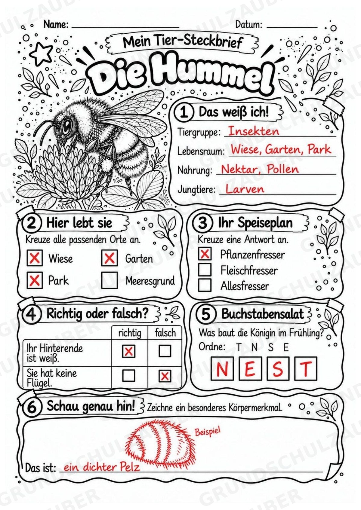 Hummel - Lesetext & Steckbrief | Sachunterricht Tiere Grundschule – Materialseite 5