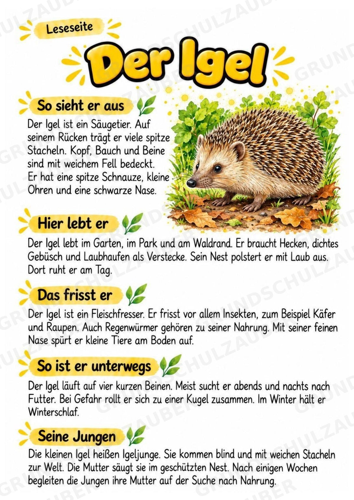 Igel - Lesetext & Steckbrief | Sachunterricht Tiere Grundschule – Materialseite 2