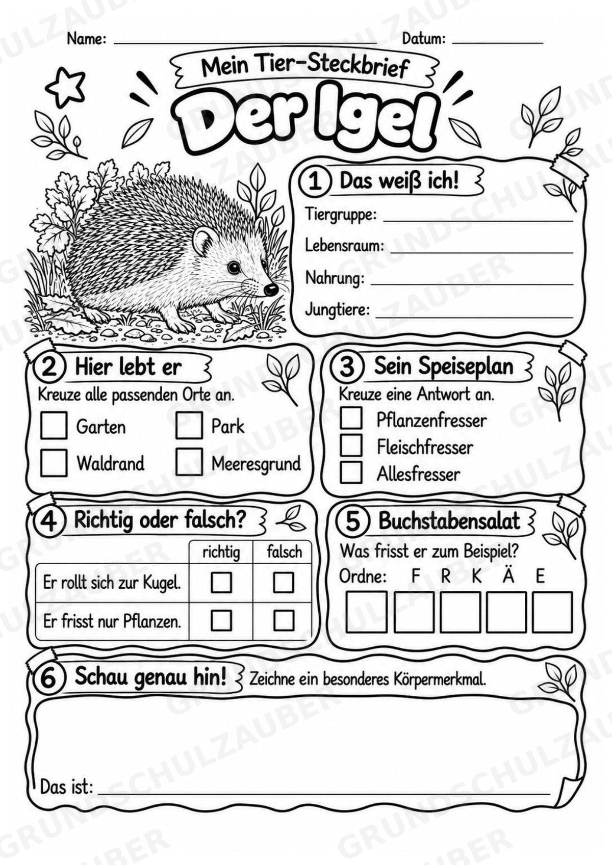 Igel - Lesetext & Steckbrief | Sachunterricht Tiere Grundschule – Materialseite 4