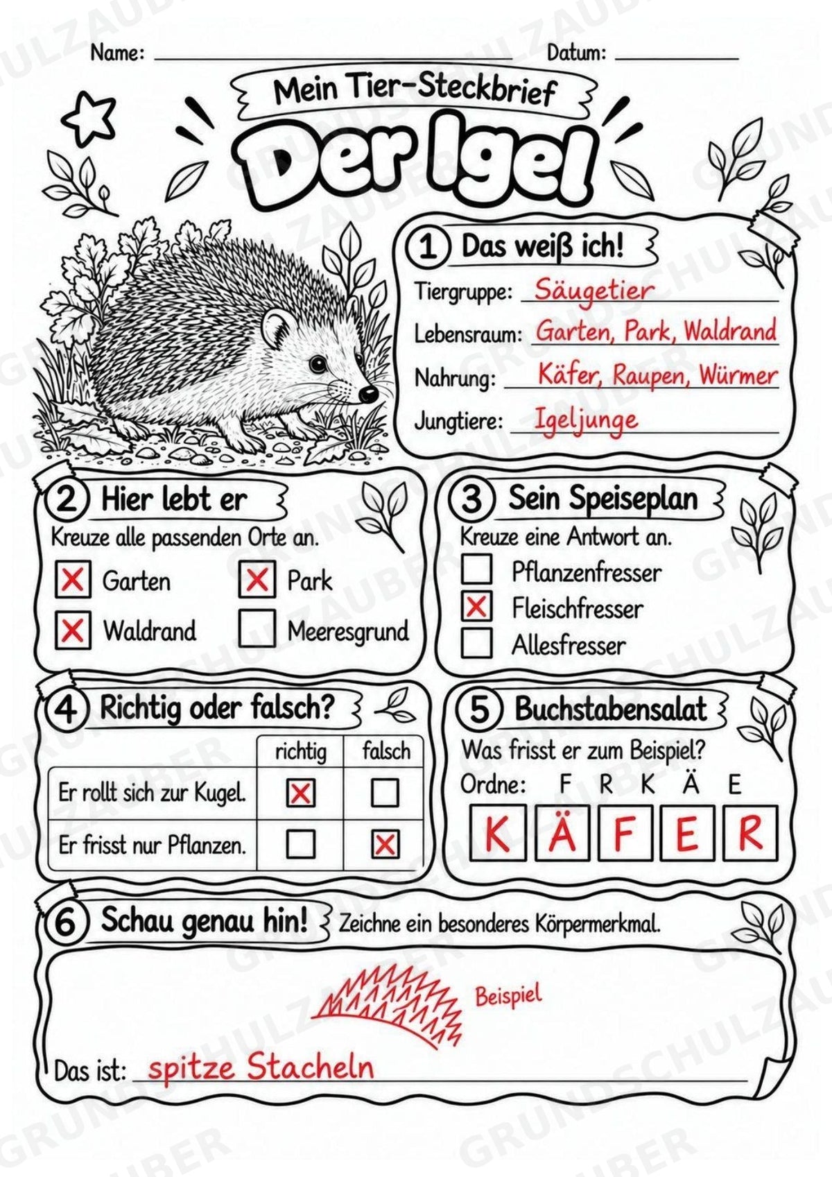 Igel - Lesetext & Steckbrief | Sachunterricht Tiere Grundschule – Materialseite 5