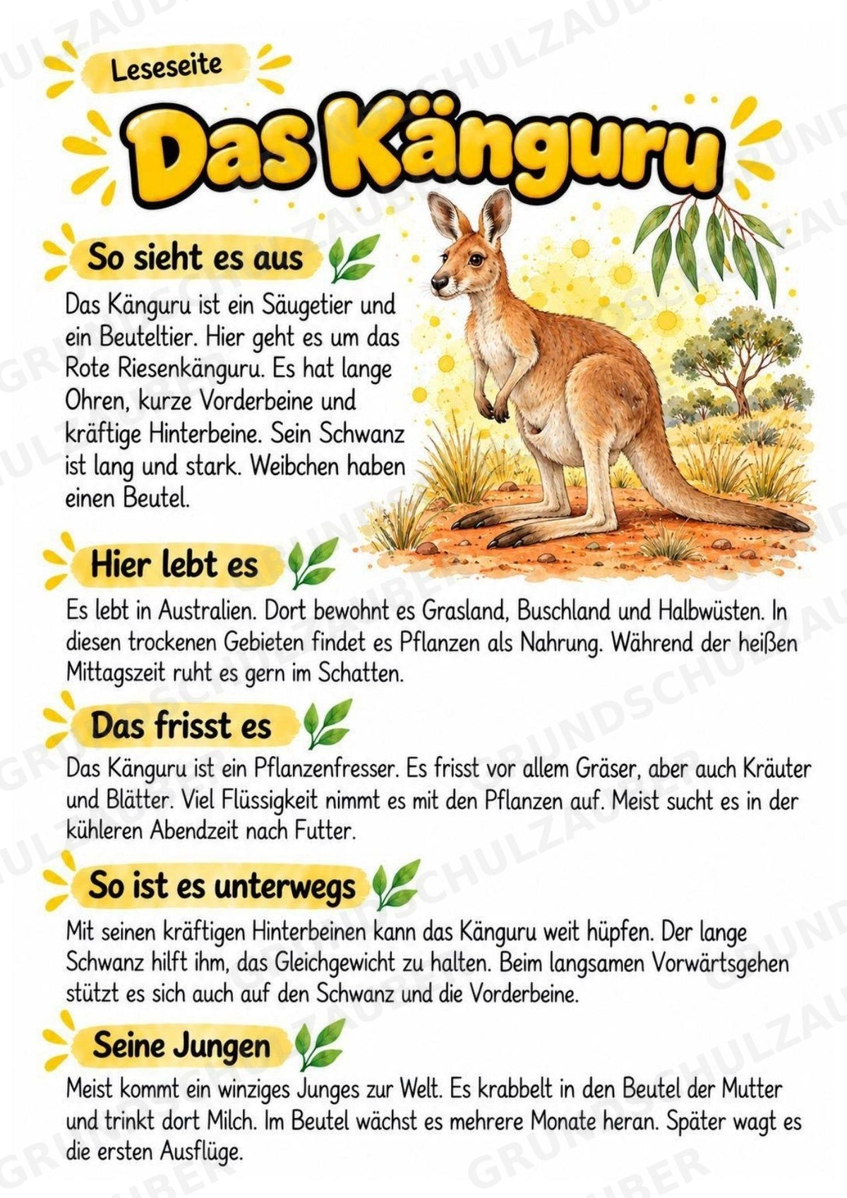 Känguru - Lesetext & Steckbrief | Sachunterricht Tiere Grundschule – Materialseite 2