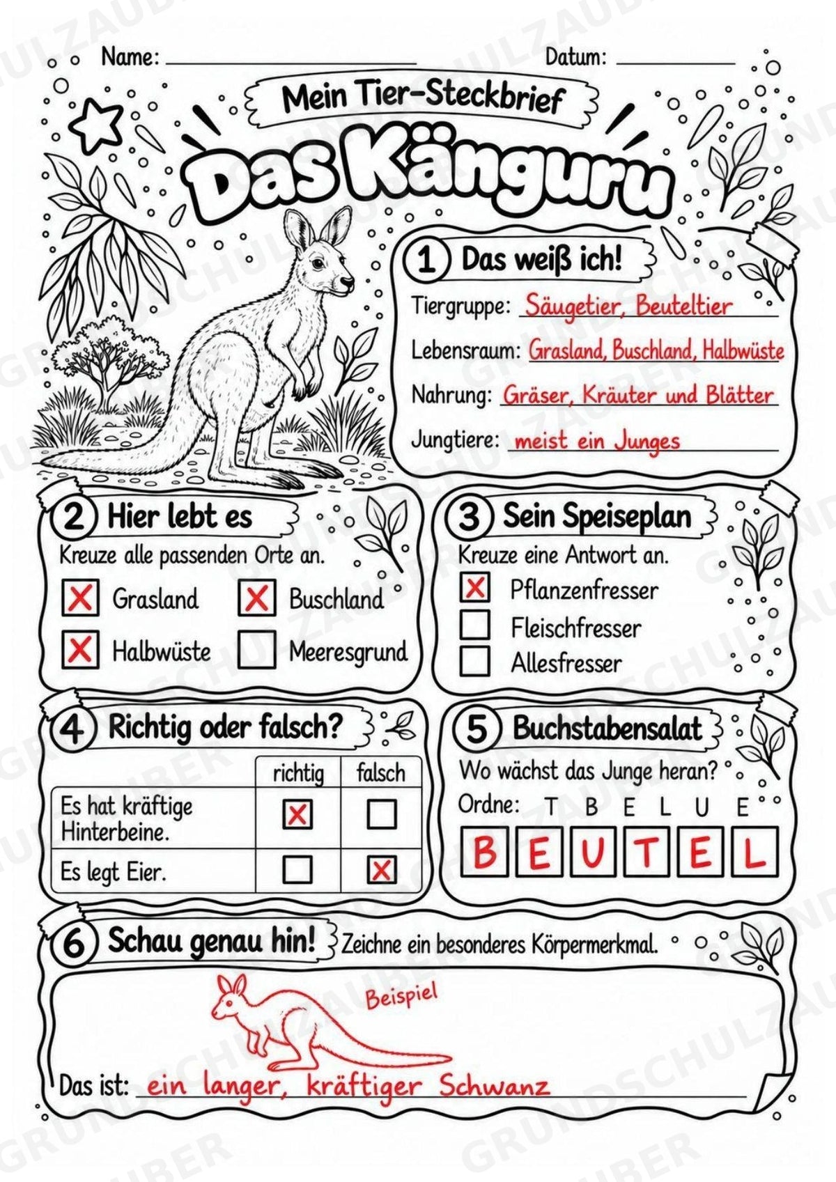 Känguru - Lesetext & Steckbrief | Sachunterricht Tiere Grundschule – Materialseite 5