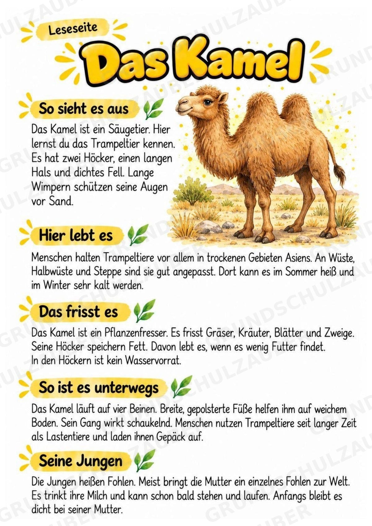 Kamel - Lesetext & Steckbrief | Sachunterricht Tiere Grundschule – Materialseite 2