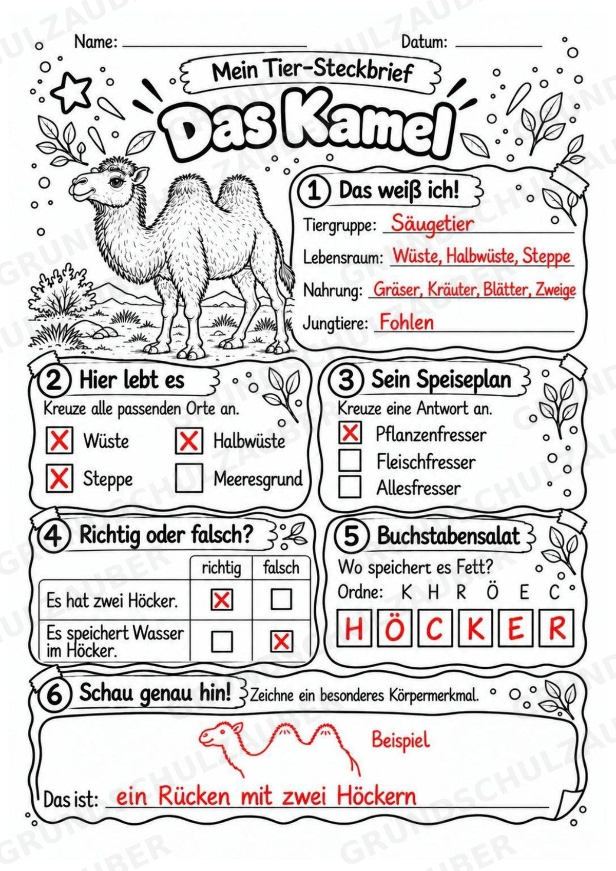 Kamel - Lesetext & Steckbrief | Sachunterricht Tiere Grundschule – Materialseite 5