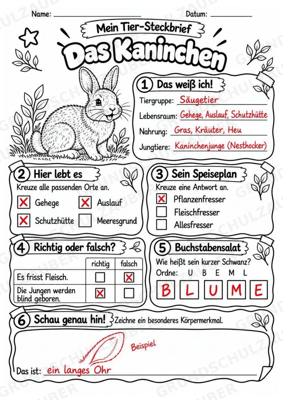 Kaninchen - Lesetext & Steckbrief | Sachunterricht Tiere Grundschule – Materialseite 5