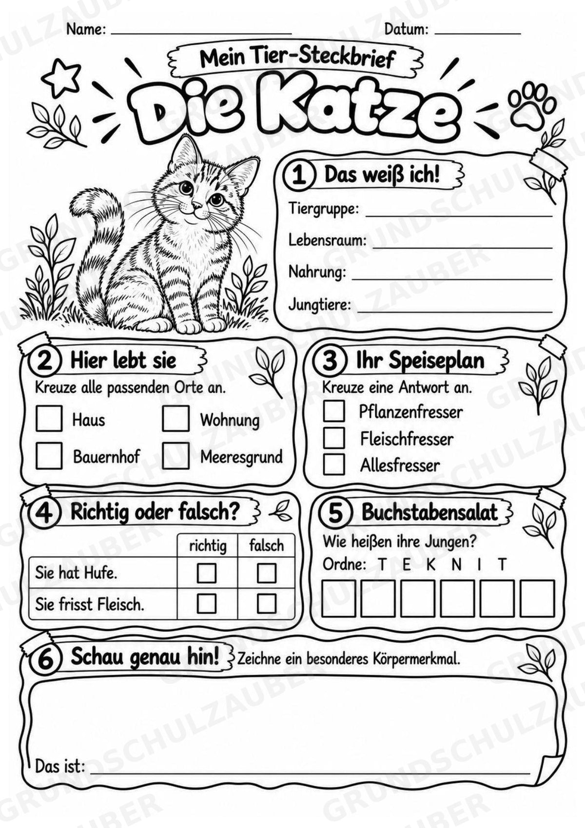 Katze - Lesetext & Steckbrief | Sachunterricht Tiere Grundschule – Materialseite 4