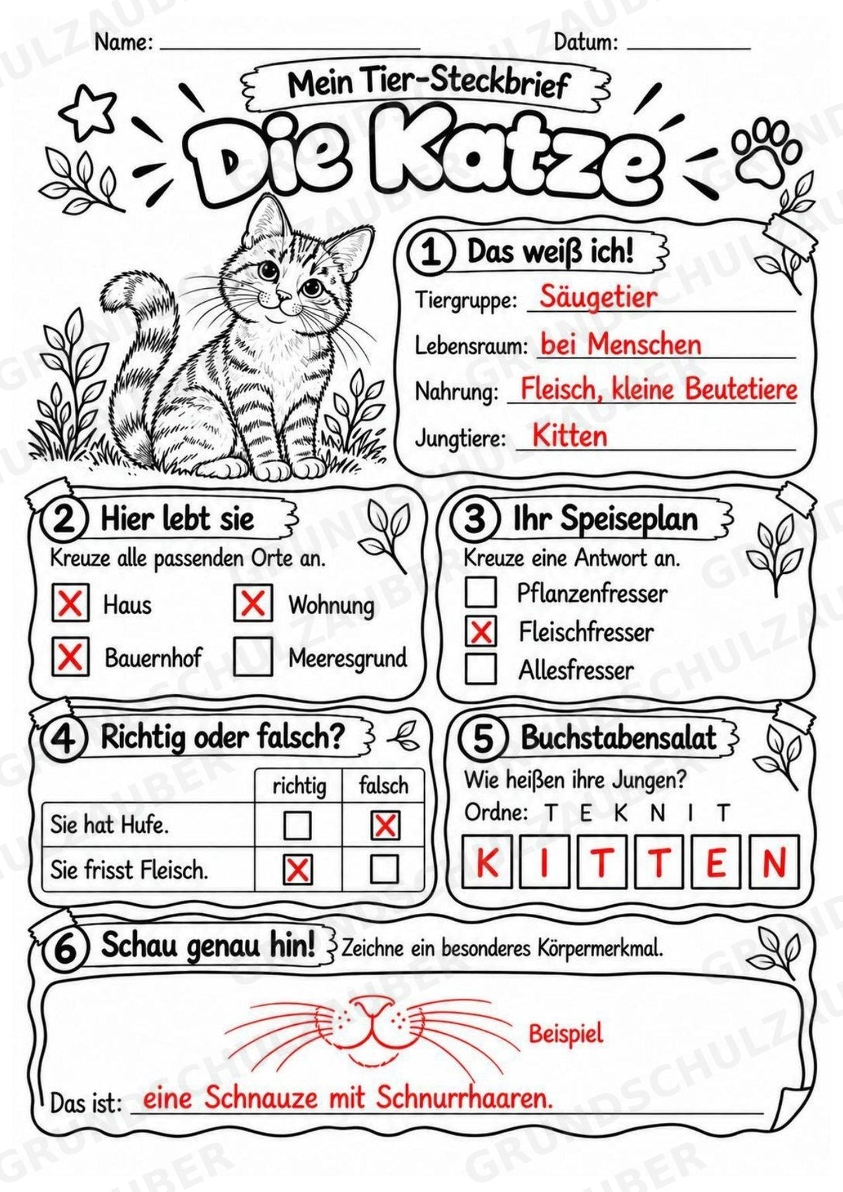 Katze - Lesetext & Steckbrief | Sachunterricht Tiere Grundschule – Materialseite 5