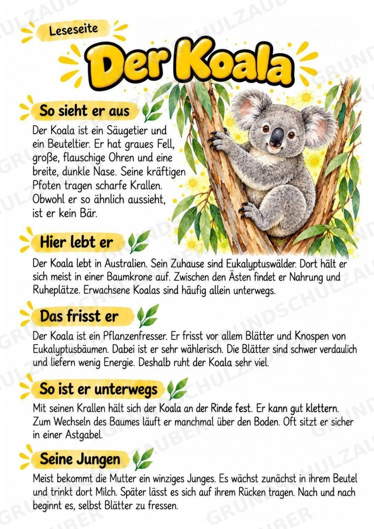 Koala - Lesetext & Steckbrief | Sachunterricht Tiere Grundschule – Materialseite 2