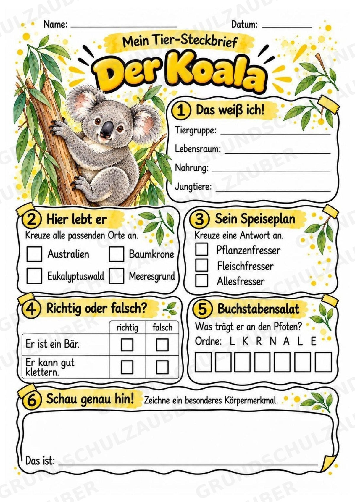 Koala - Lesetext & Steckbrief | Sachunterricht Tiere Grundschule – Materialseite 3