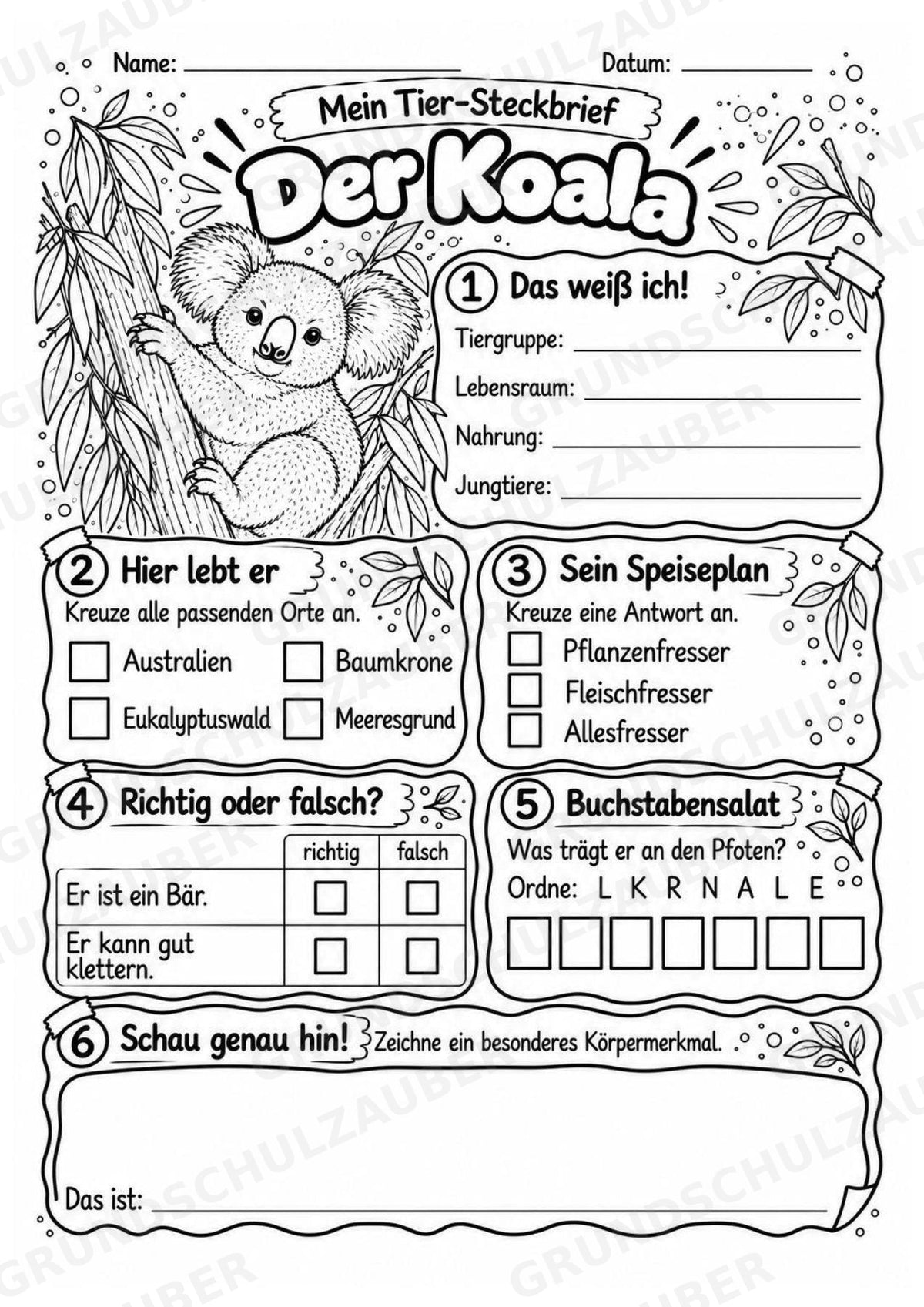 Koala - Lesetext & Steckbrief | Sachunterricht Tiere Grundschule – Materialseite 4