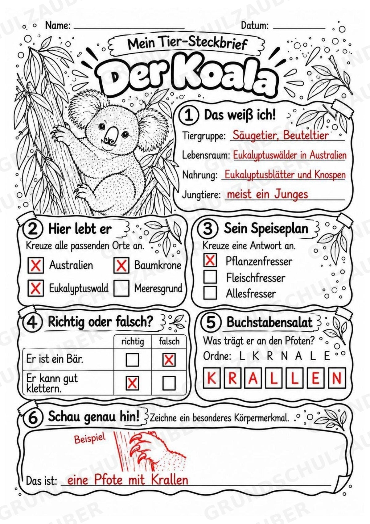 Koala - Lesetext & Steckbrief | Sachunterricht Tiere Grundschule – Materialseite 5