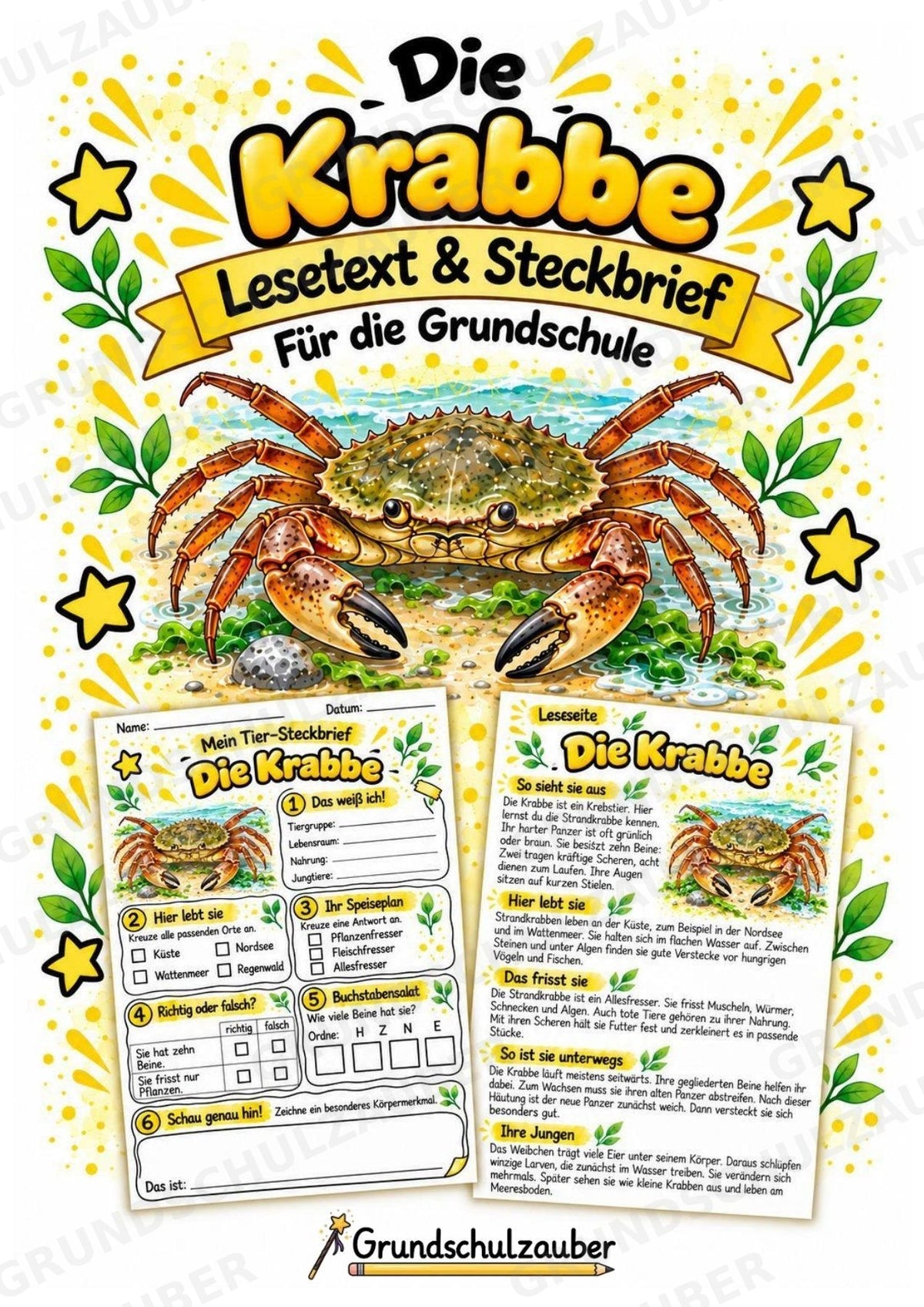 Krabbe - Lesetext & Steckbrief | Sachunterricht Tiere Grundschule – Cover