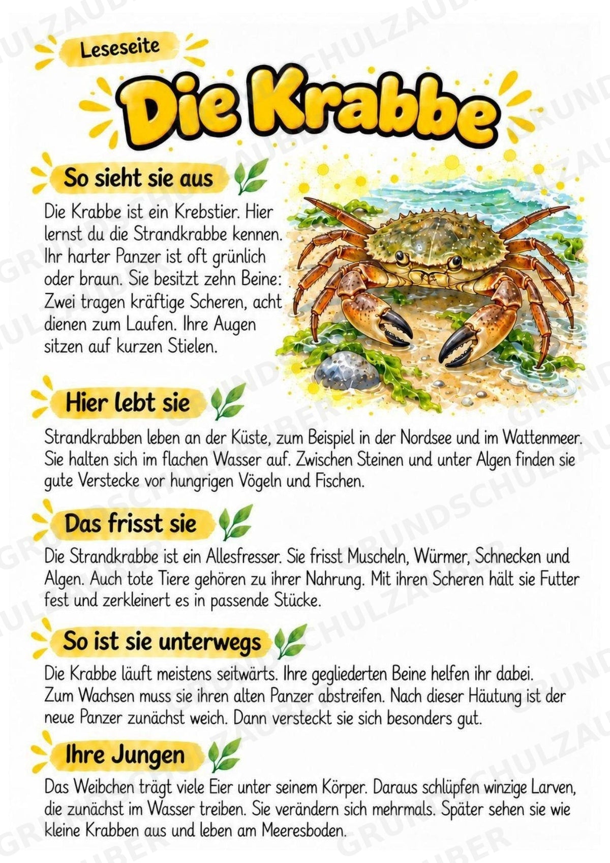 Krabbe - Lesetext & Steckbrief | Sachunterricht Tiere Grundschule – Materialseite 2