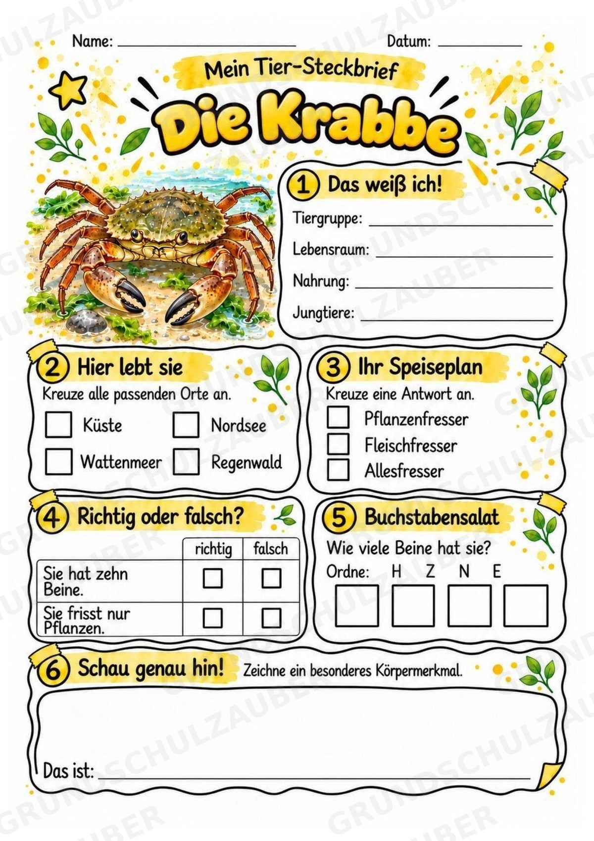 Krabbe - Lesetext & Steckbrief | Sachunterricht Tiere Grundschule – Materialseite 3