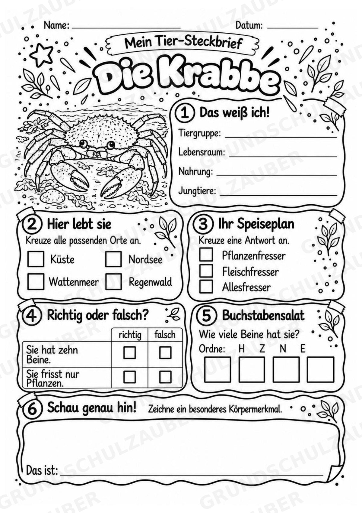 Krabbe - Lesetext & Steckbrief | Sachunterricht Tiere Grundschule – Materialseite 4