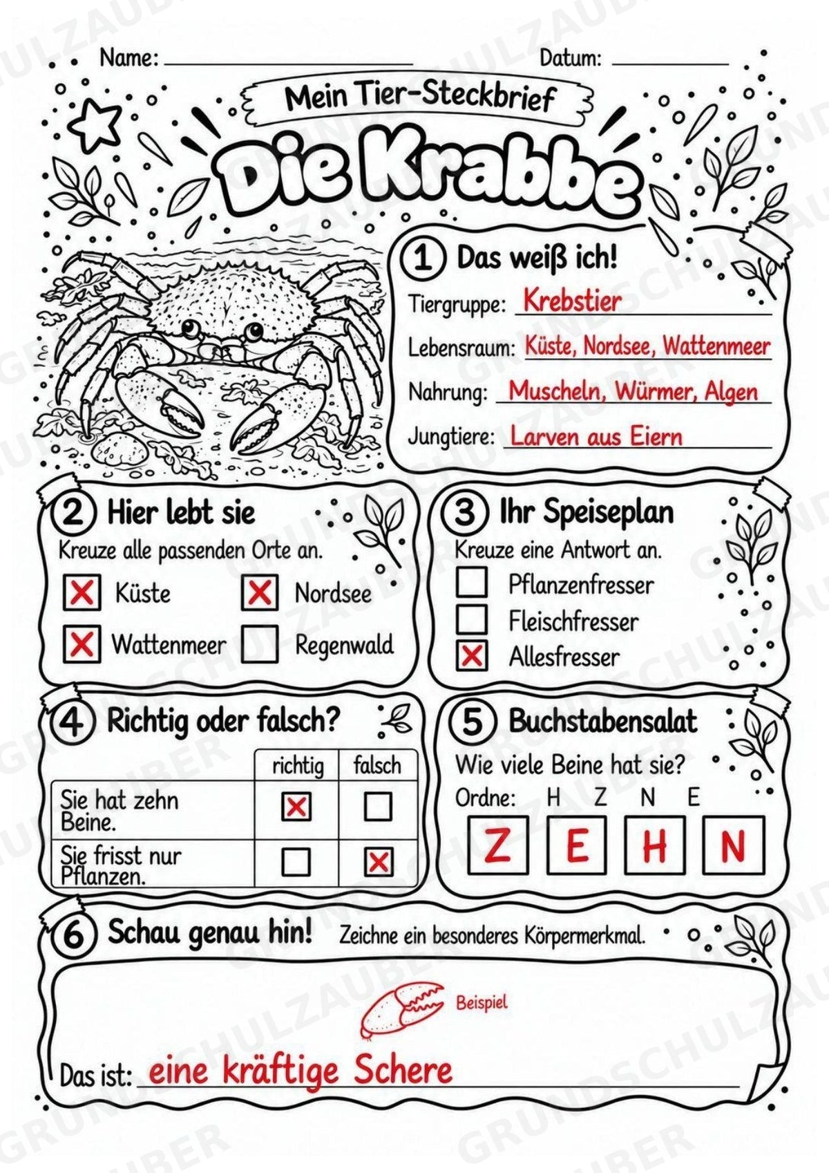 Krabbe - Lesetext & Steckbrief | Sachunterricht Tiere Grundschule – Materialseite 5