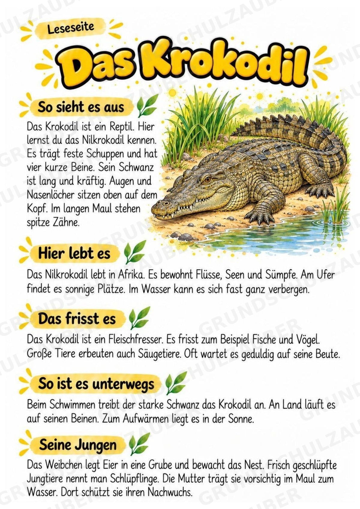 Krokodil - Lesetext & Steckbrief | Sachunterricht Tiere Grundschule – Materialseite 2