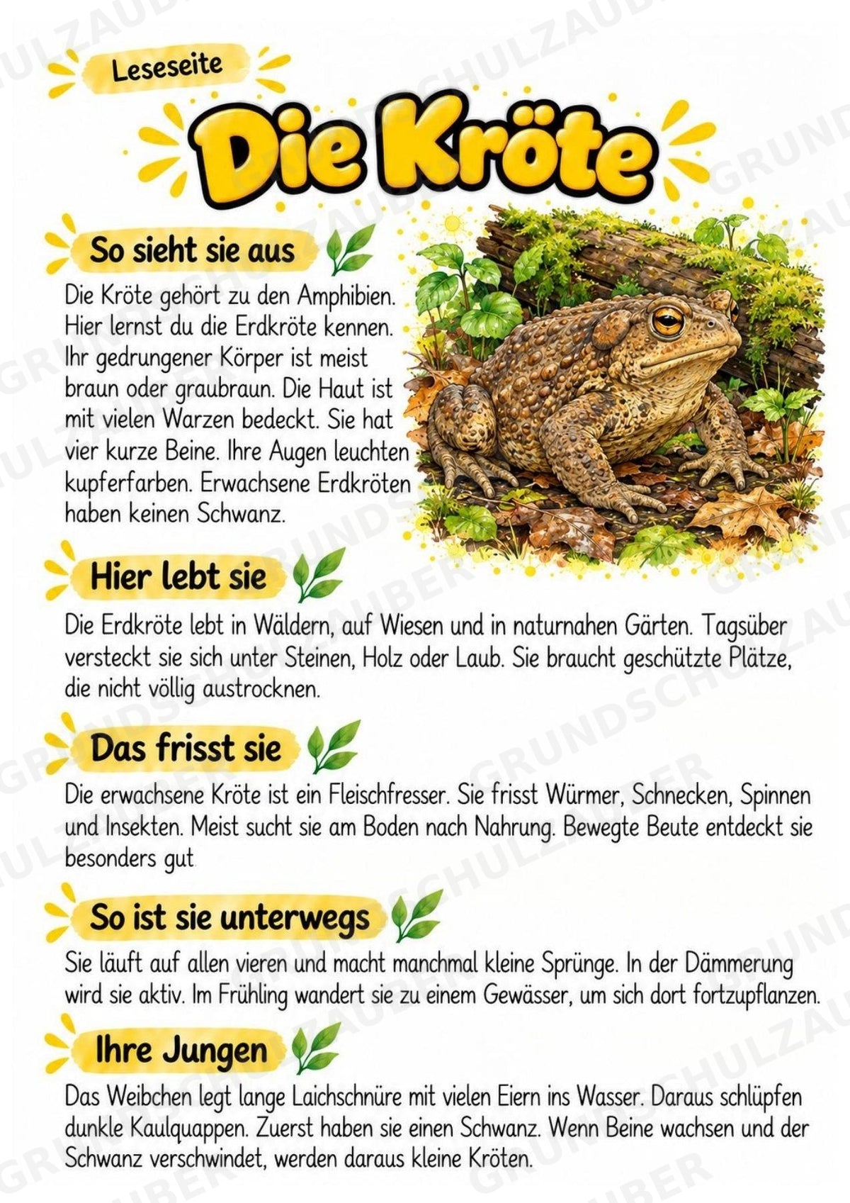 Kröte - Lesetext & Steckbrief | Sachunterricht Tiere Grundschule – Materialseite 2