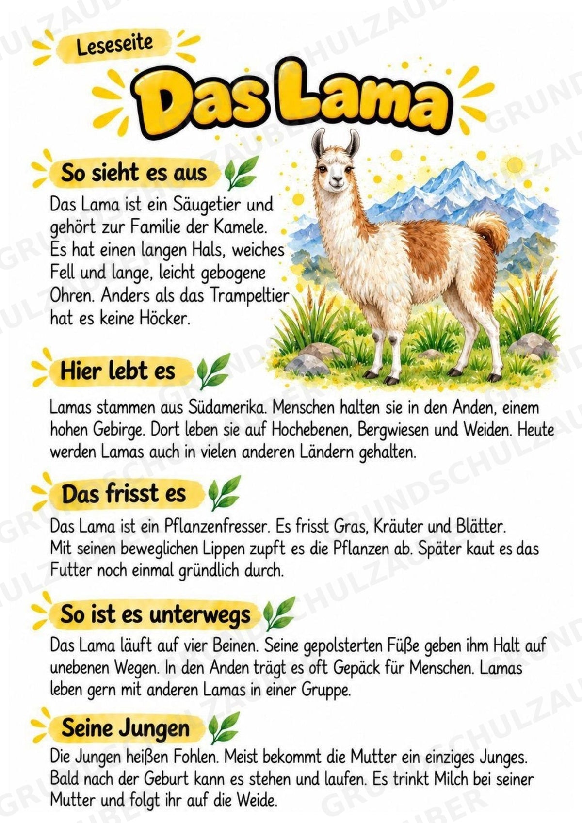Lama - Lesetext & Steckbrief | Sachunterricht Tiere Grundschule – Materialseite 2