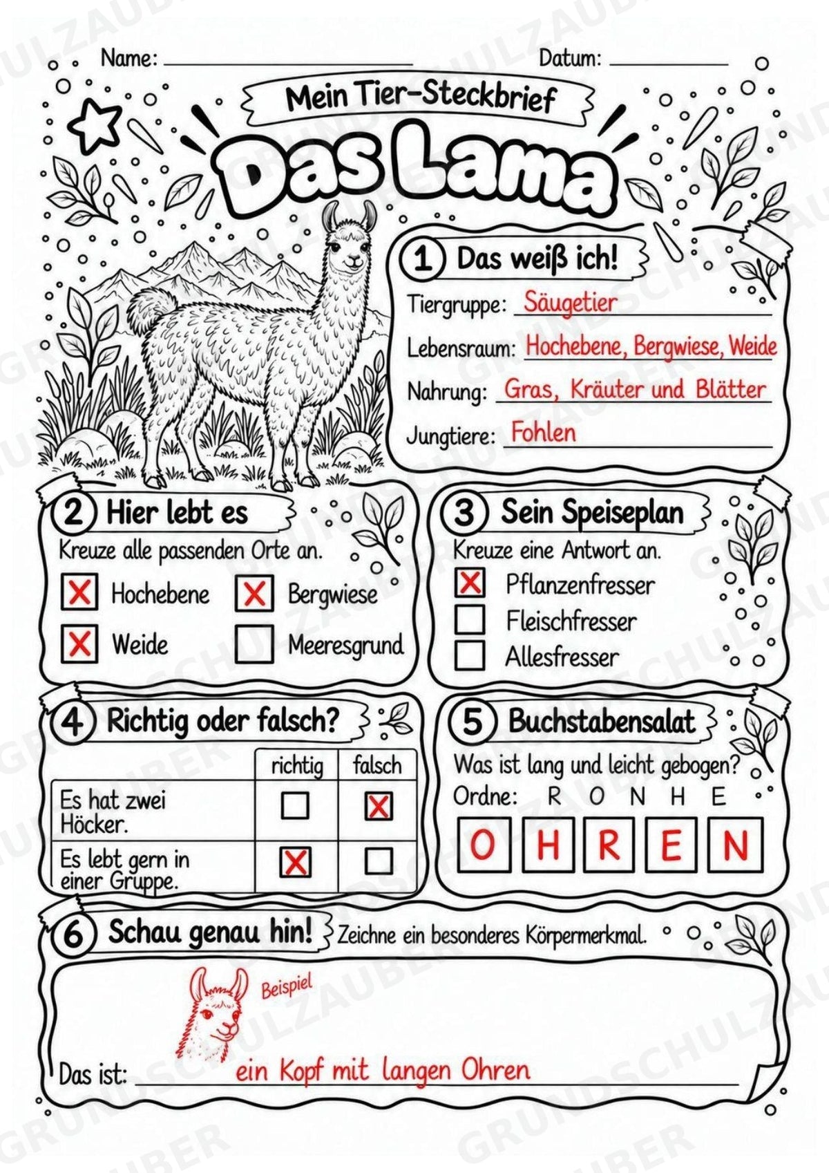 Lama - Lesetext & Steckbrief | Sachunterricht Tiere Grundschule – Materialseite 5