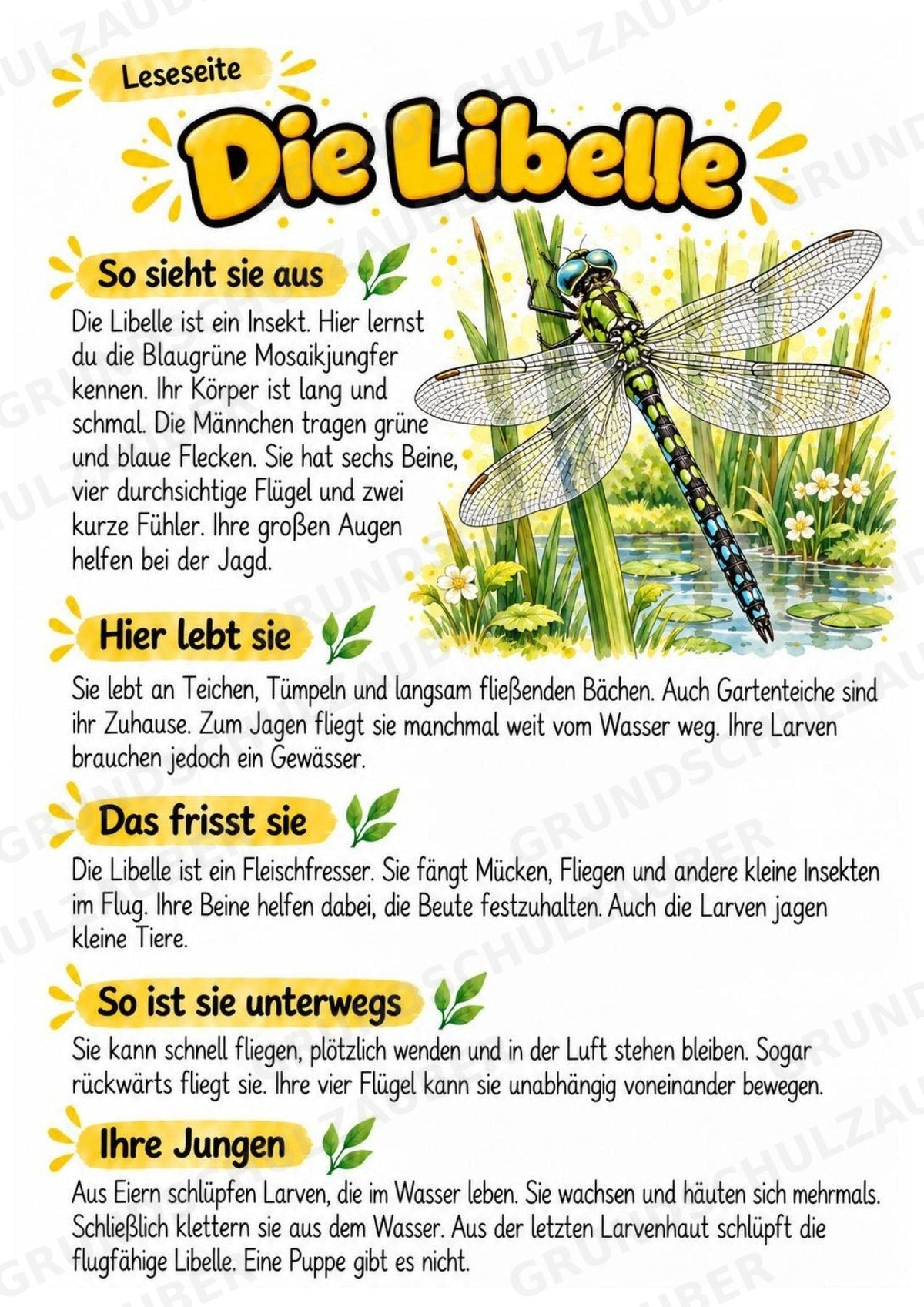 Libelle - Lesetext & Steckbrief | Sachunterricht Tiere Grundschule – Materialseite 2