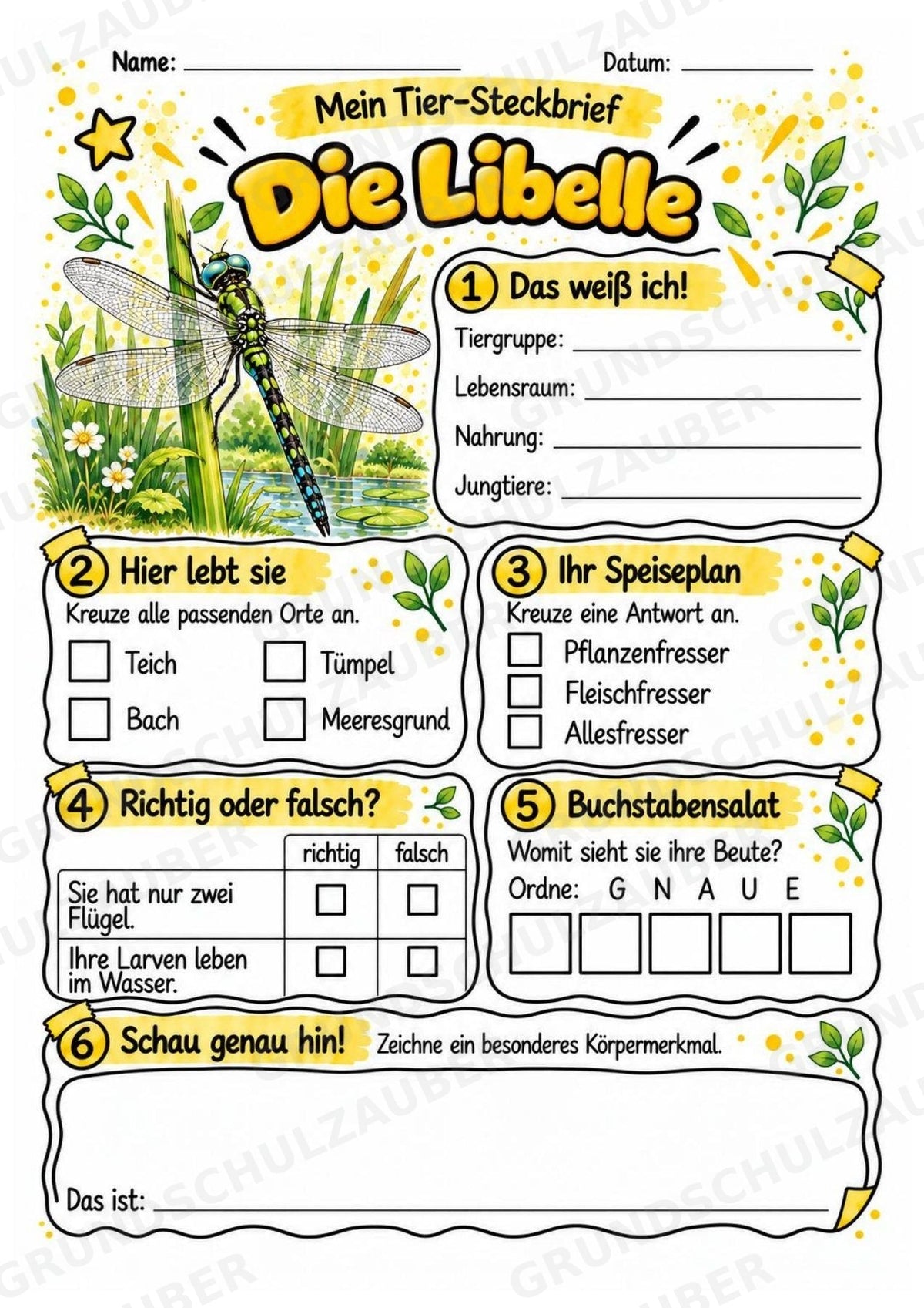 Libelle - Lesetext & Steckbrief | Sachunterricht Tiere Grundschule – Materialseite 3