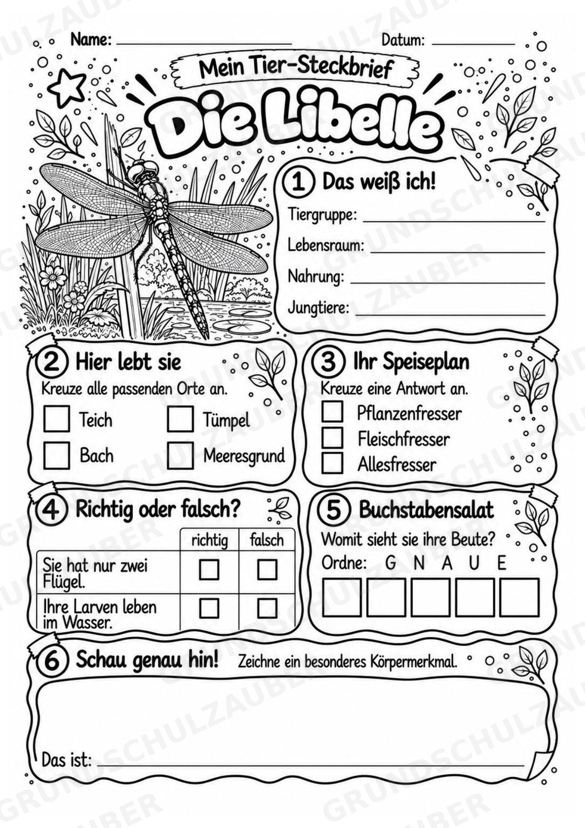 Libelle - Lesetext & Steckbrief | Sachunterricht Tiere Grundschule – Materialseite 4