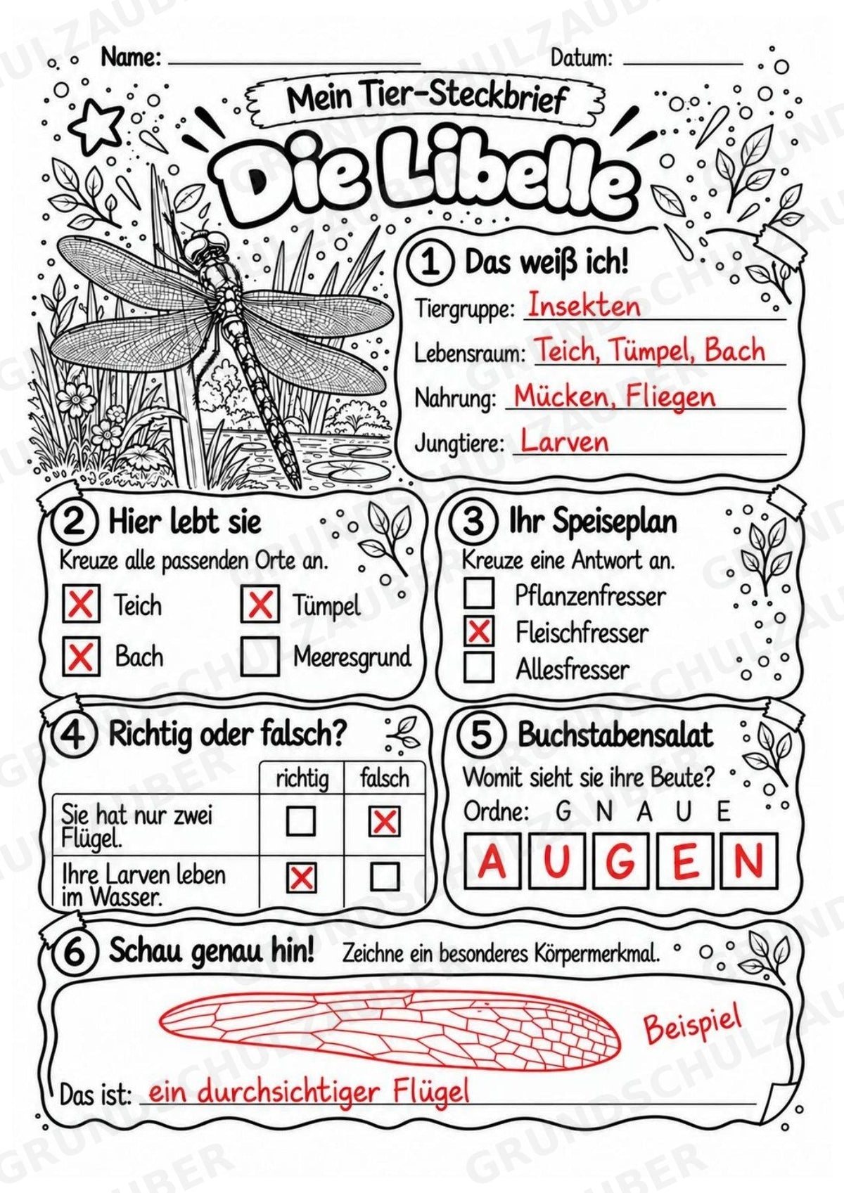Libelle - Lesetext & Steckbrief | Sachunterricht Tiere Grundschule – Materialseite 5