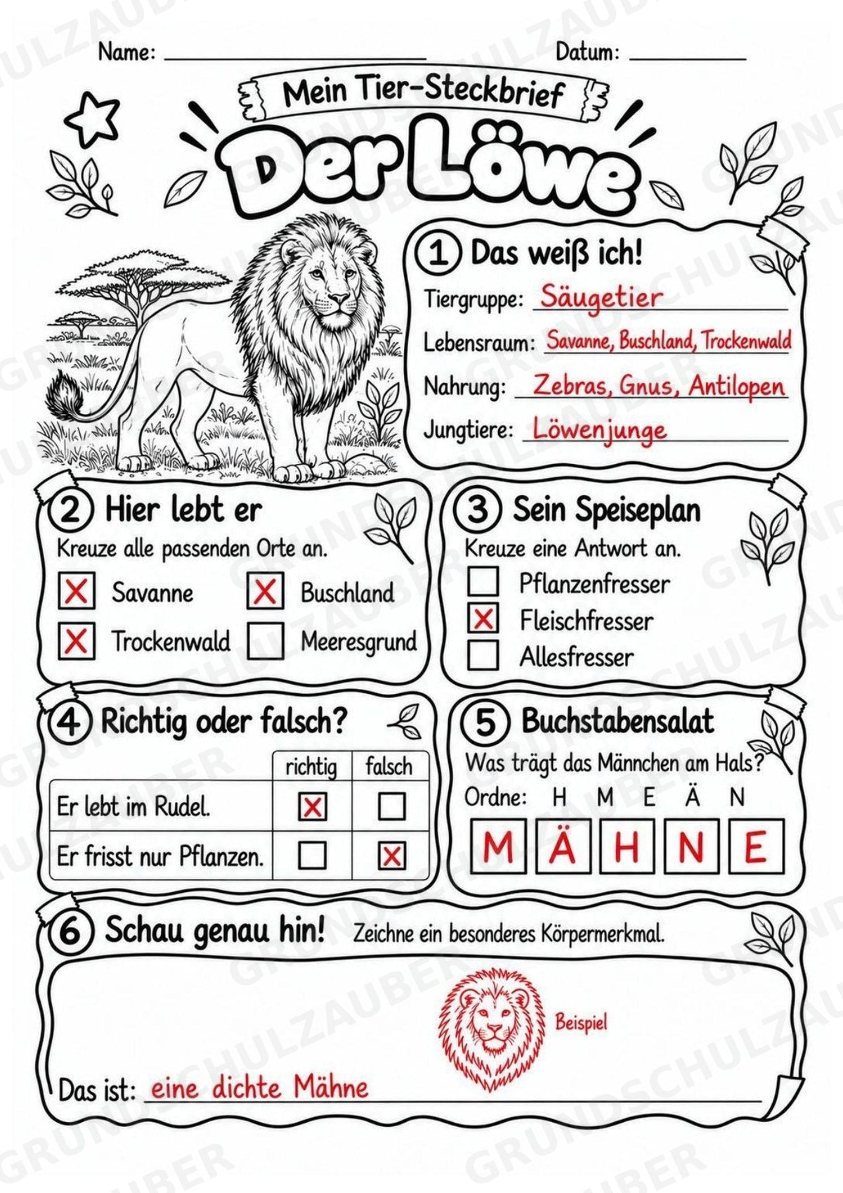 Löwe - Lesetext & Steckbrief | Sachunterricht Tiere Grundschule – Materialseite 5