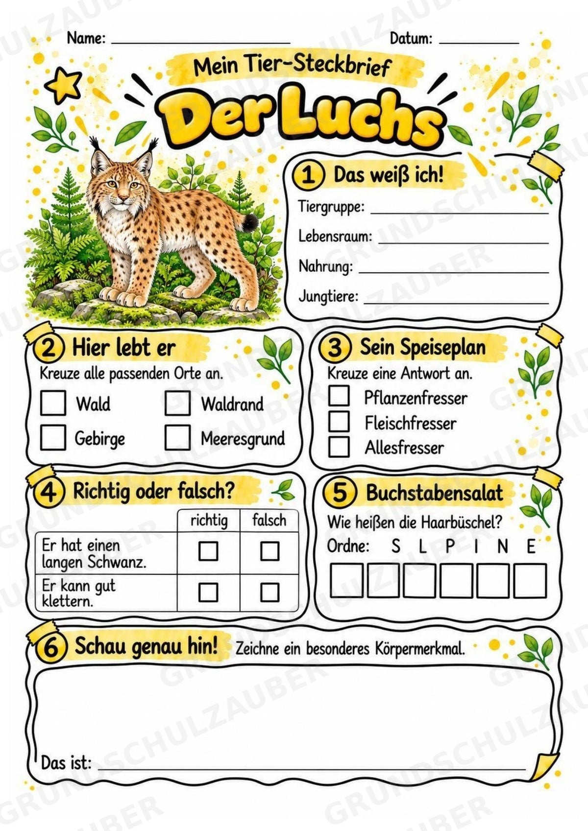 Luchs - Lesetext & Steckbrief | Sachunterricht Tiere Grundschule – Materialseite 3