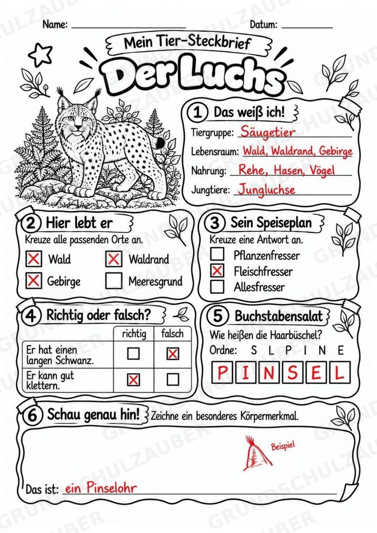 Luchs - Lesetext & Steckbrief | Sachunterricht Tiere Grundschule – Materialseite 5