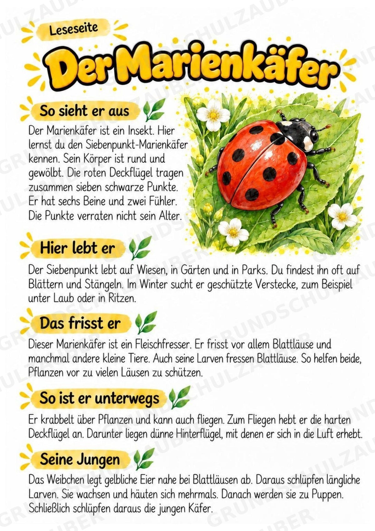 Marienkäfer - Lesetext & Steckbrief | Sachunterricht Tiere Grundschule – Materialseite 2