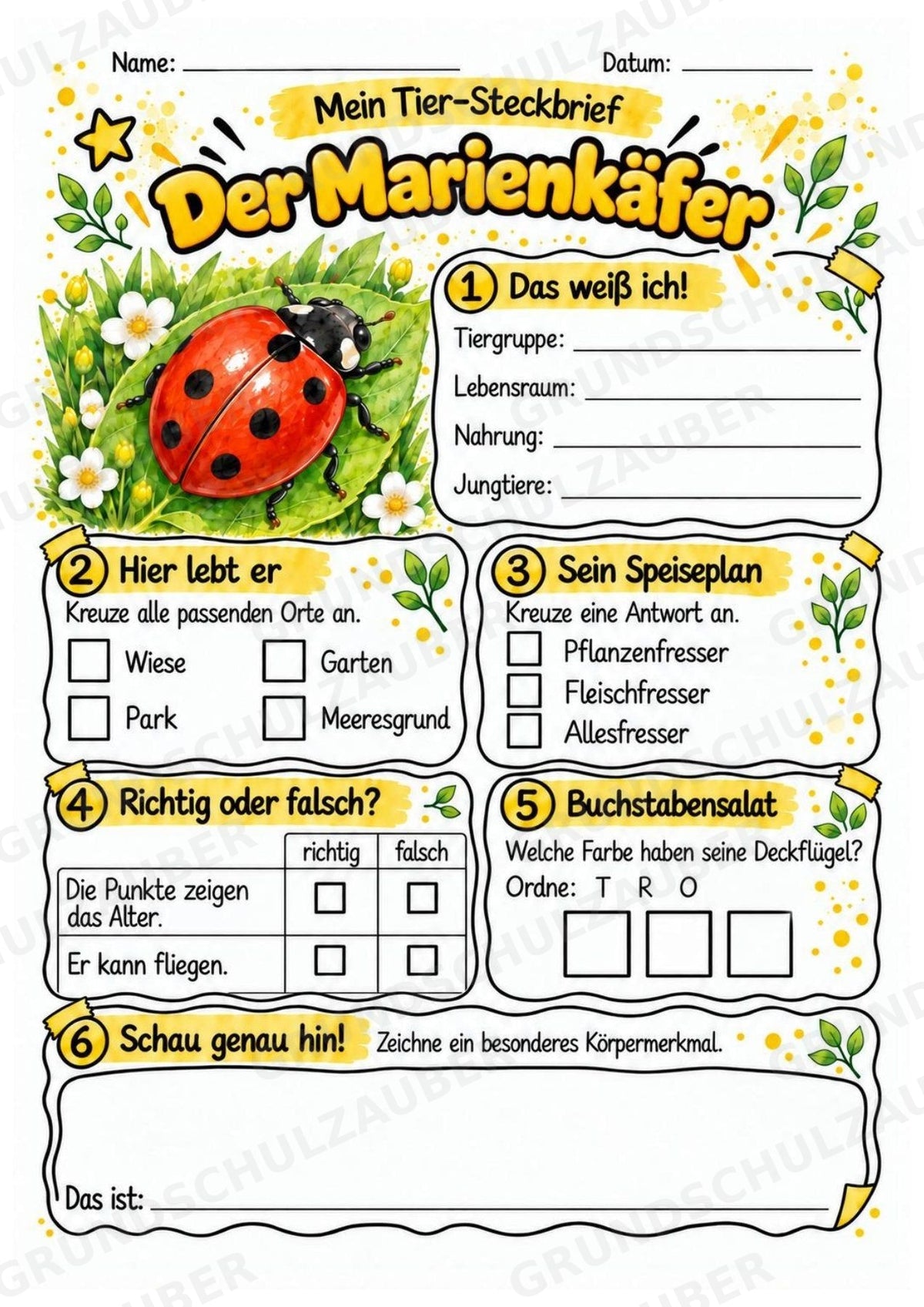 Marienkäfer - Lesetext & Steckbrief | Sachunterricht Tiere Grundschule – Materialseite 3