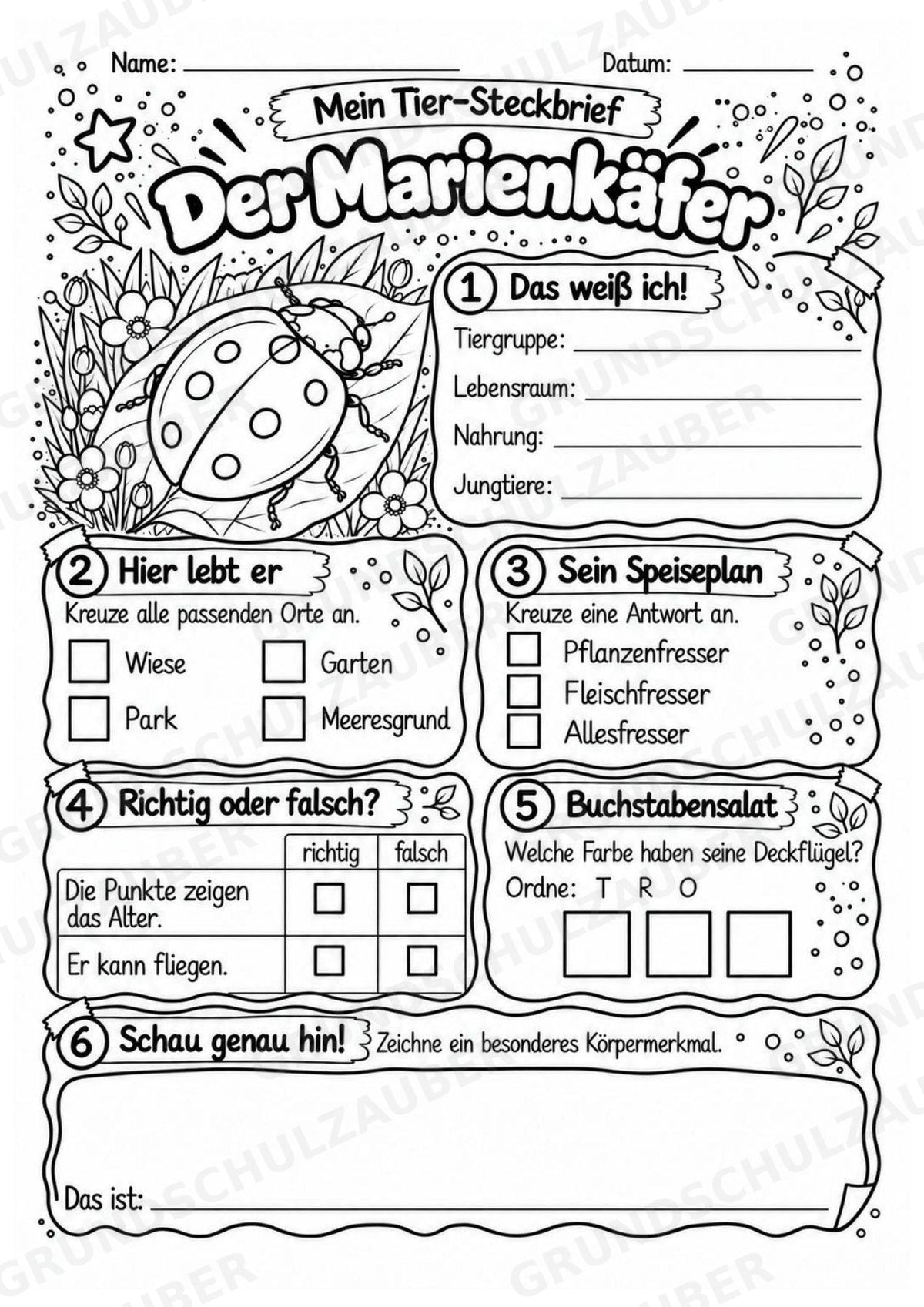 Marienkäfer - Lesetext & Steckbrief | Sachunterricht Tiere Grundschule – Materialseite 4